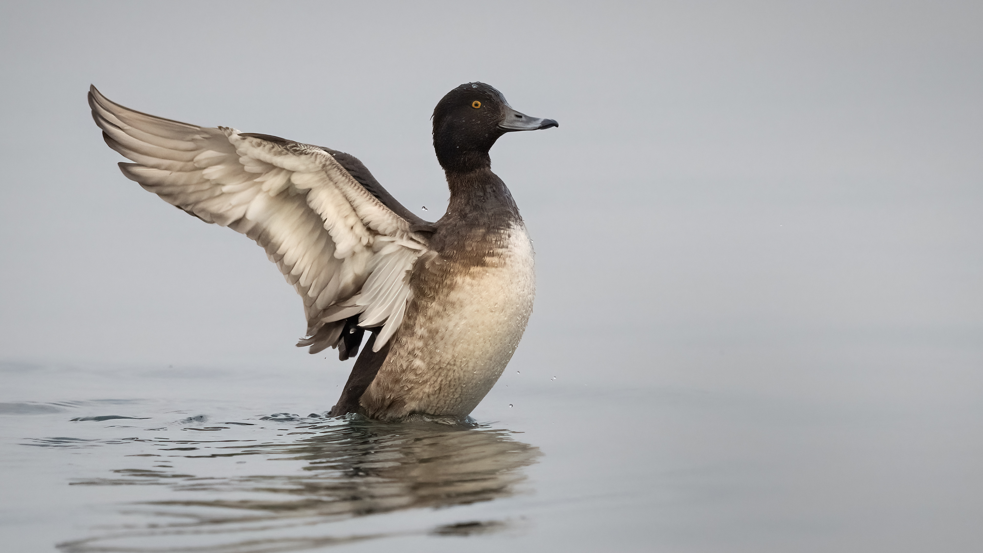 Tepeli patka » Tufted Duck » Aythya fuligula