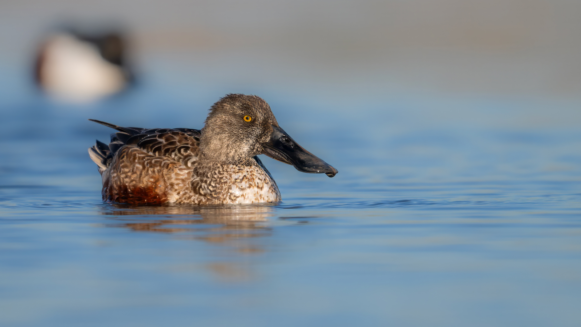 Kaşıkgaga » Northern Shoveler » Spatula clypeata