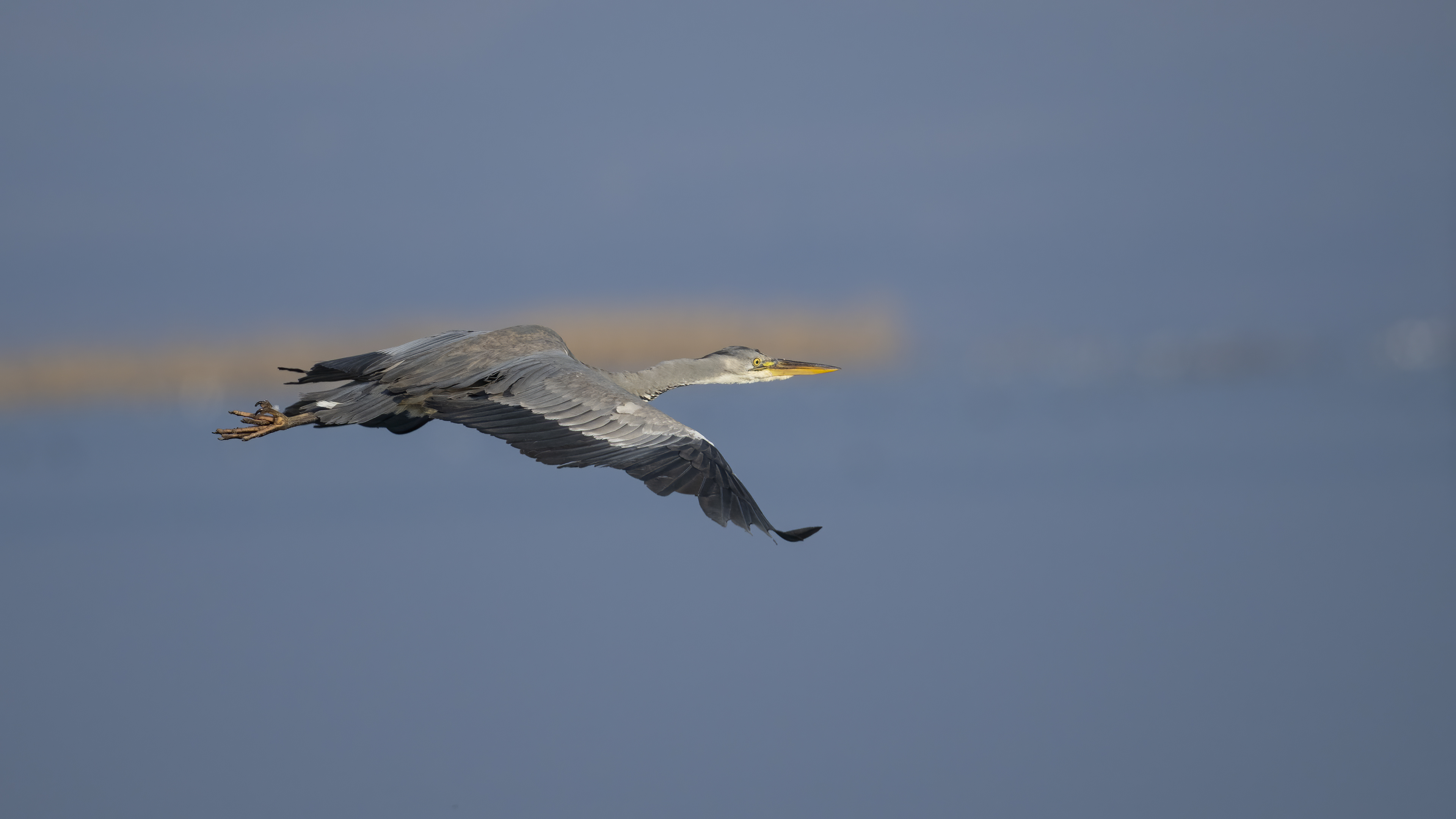Gri balıkçıl » Grey Heron » Ardea cinerea