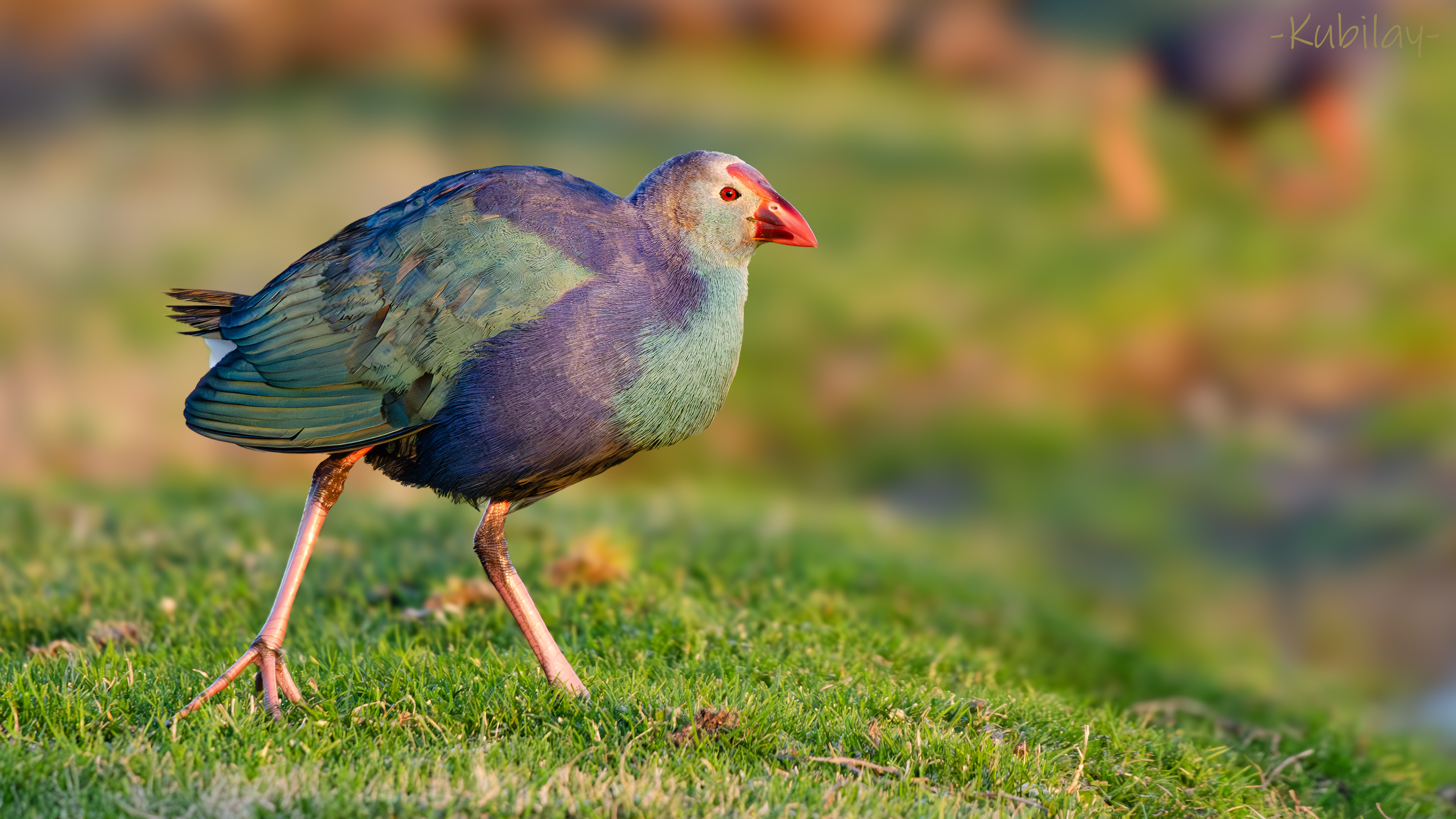 Grey-headed Swamphen