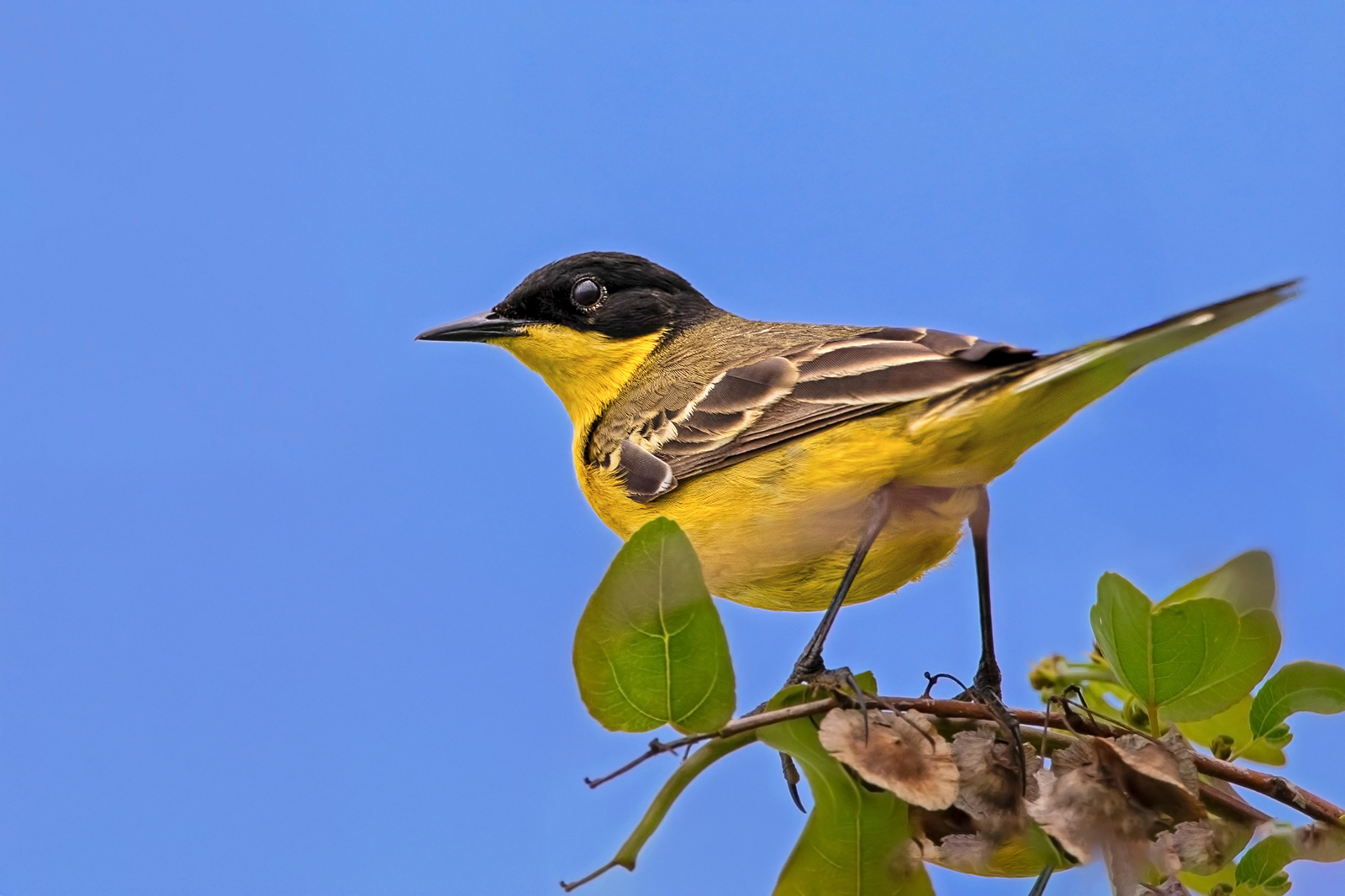 Sarı kuyruksallayan