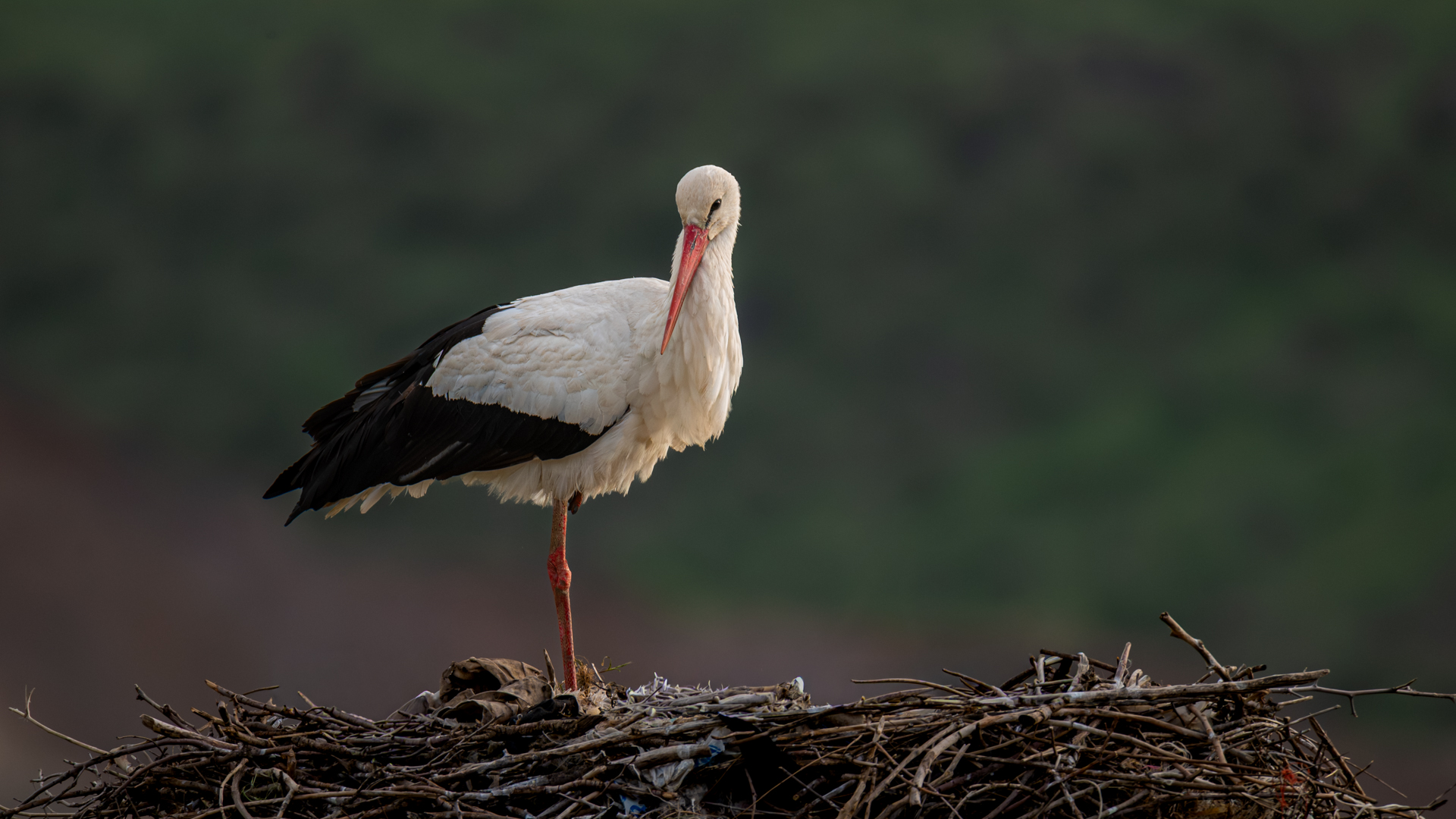 Leylek » White Stork » Ciconia ciconia