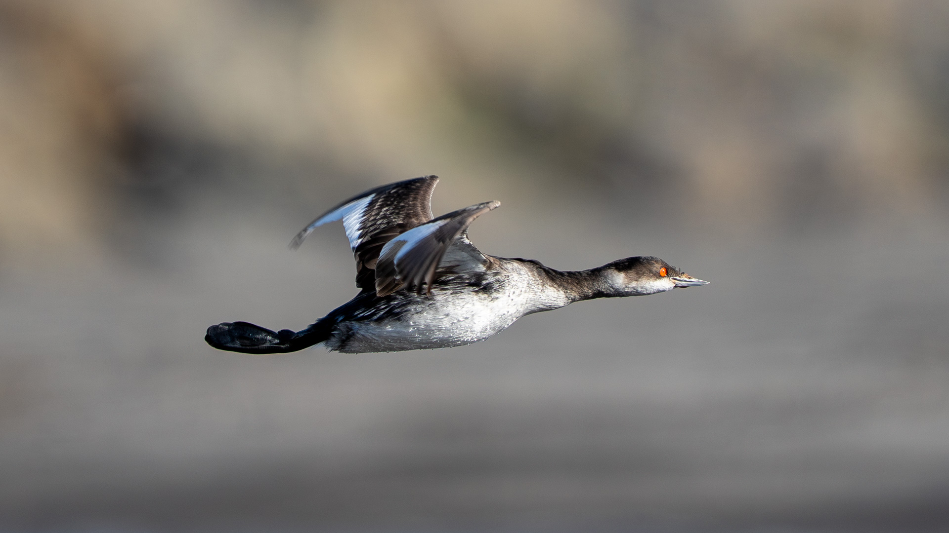 Karaboyunlu batağan » Black-necked Grebe » Podiceps nigricollis