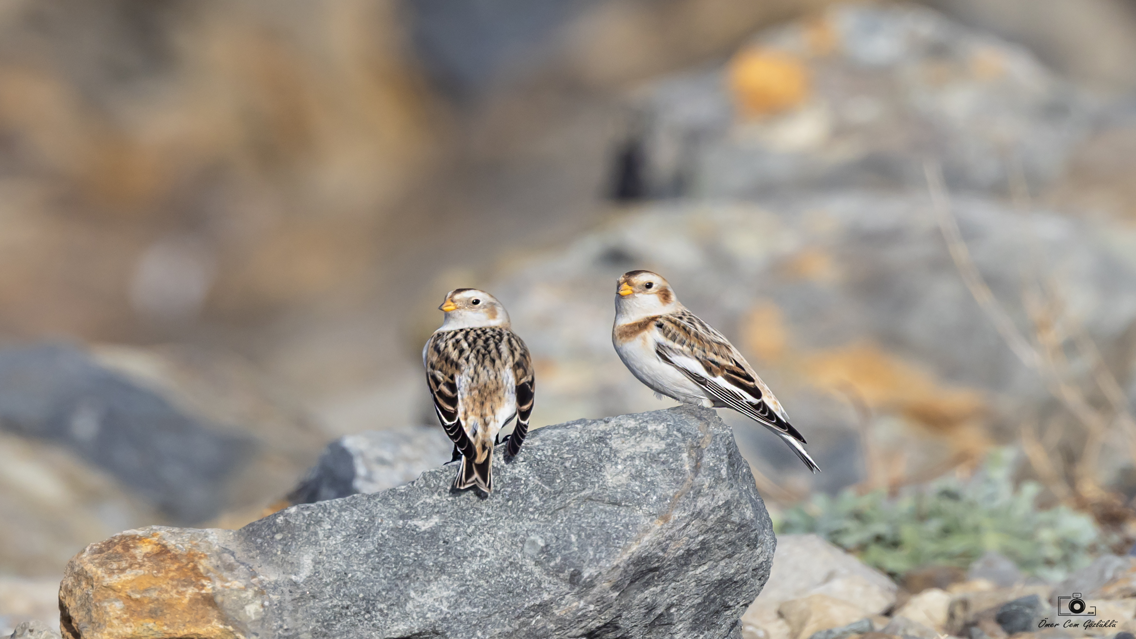 Alaca kirazkuşu » Snow Bunting » Plectrophenax nivalis