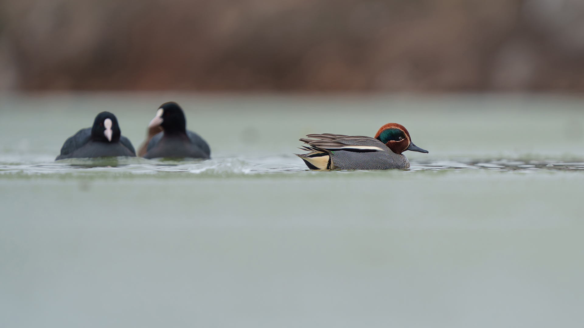 Çamurcun » Eurasian Teal » Anas crecca