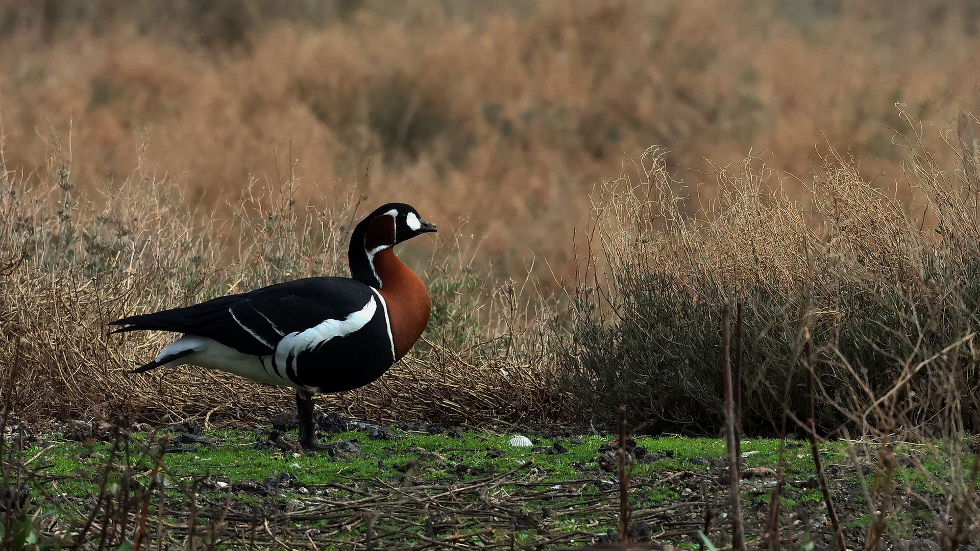 Sibirya kazı » Red-breasted Goose » Branta ruficollis