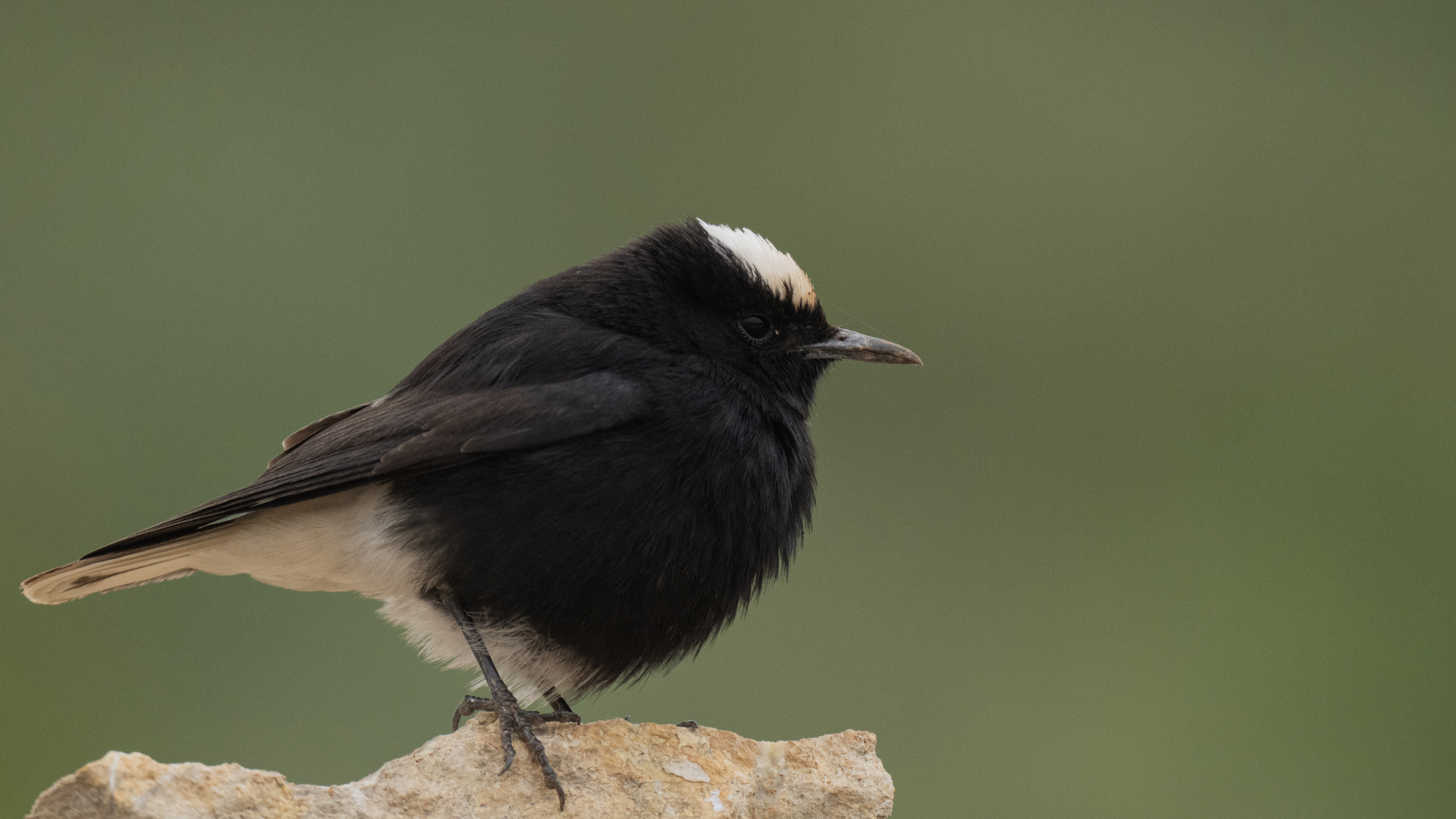 Aktepeli kuyrukkakan » White-crowned Wheatear » Oenanthe leucopyga