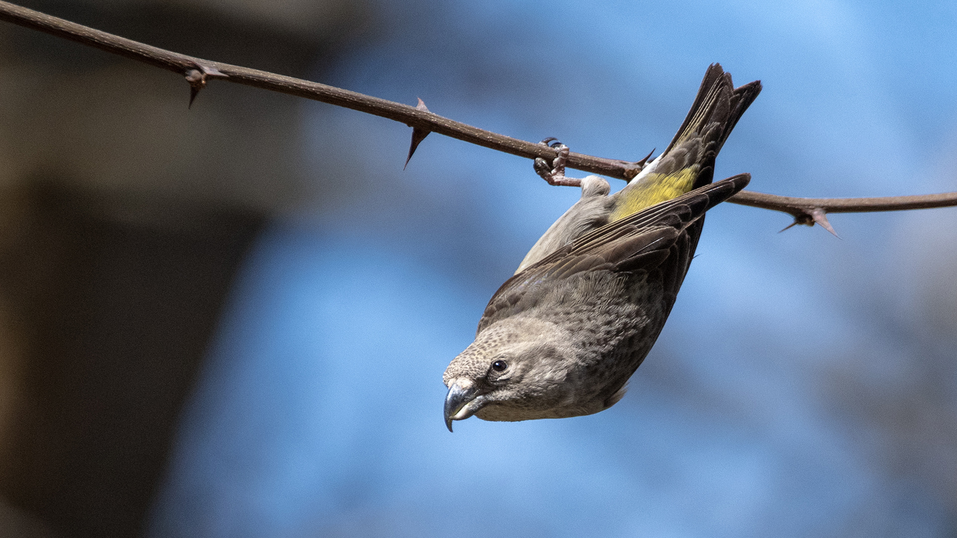 Çaprazgaga » Red Crossbill » Loxia curvirostra