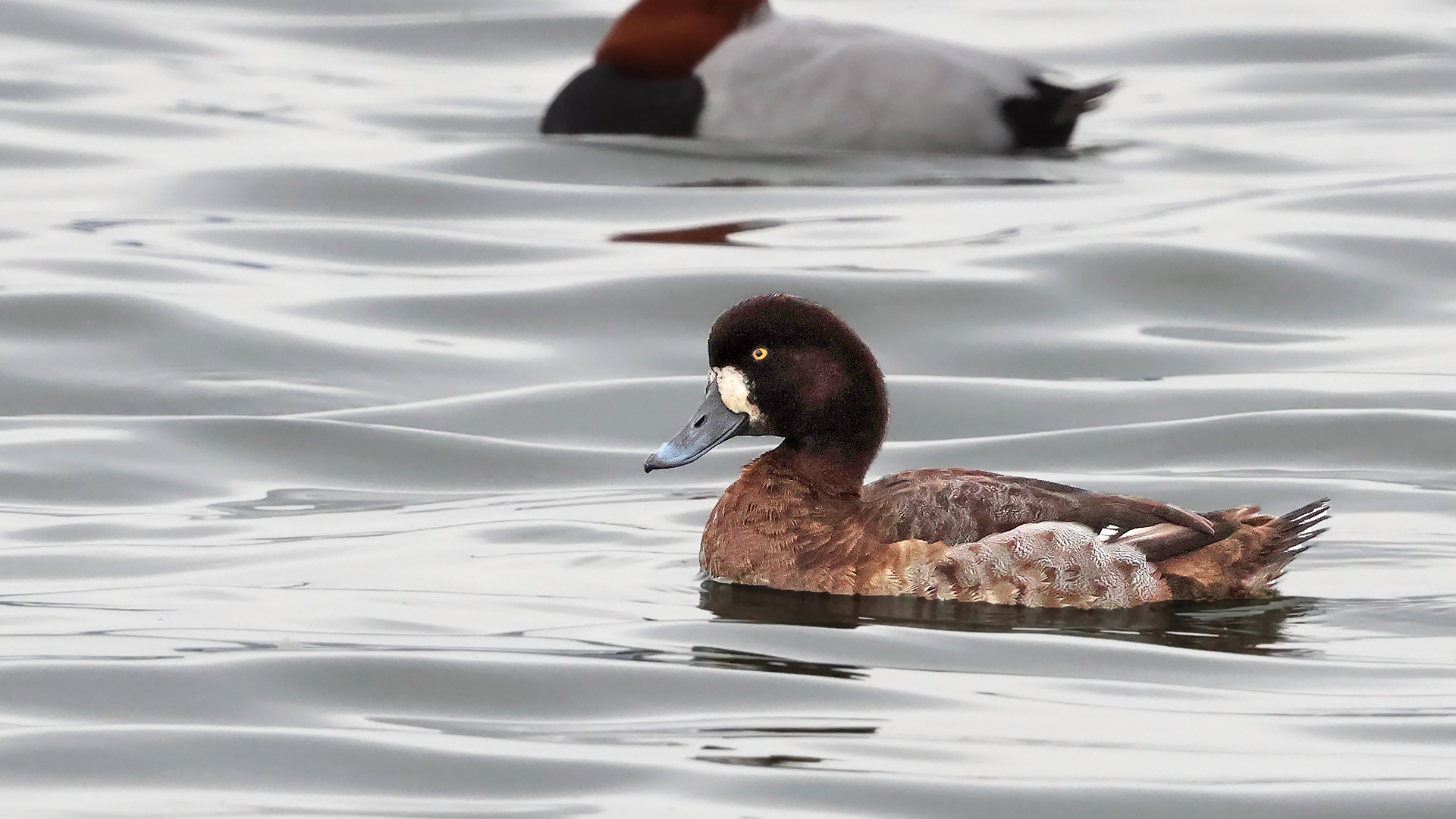 Karabaş patka » Greater Scaup » Aythya marila