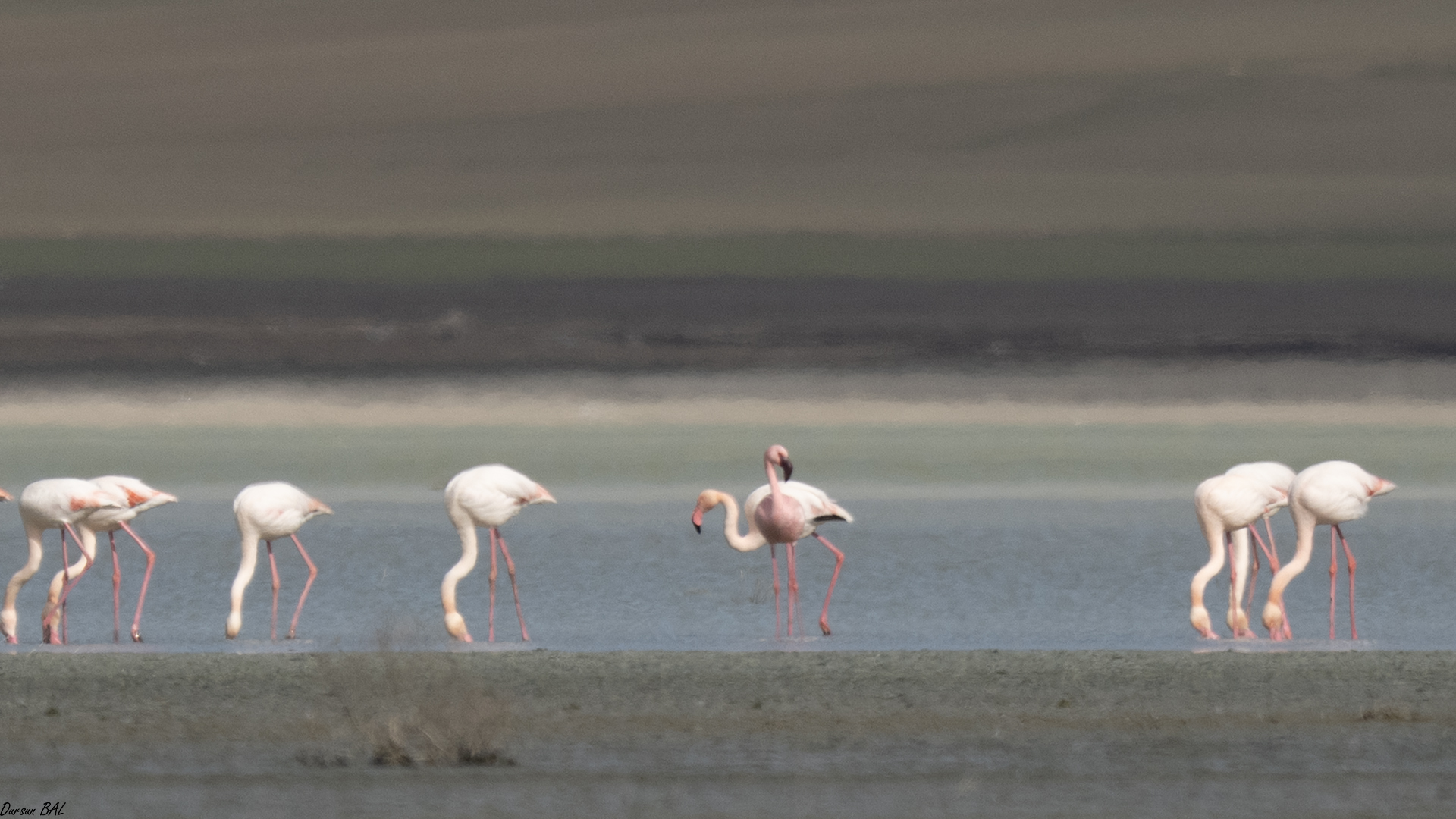 Küçük flamingo
