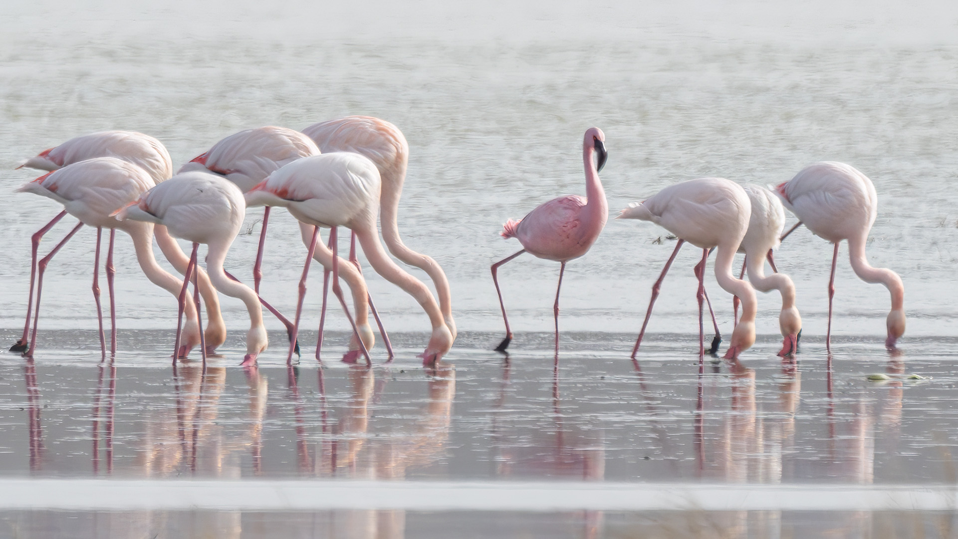 Küçük flamingo