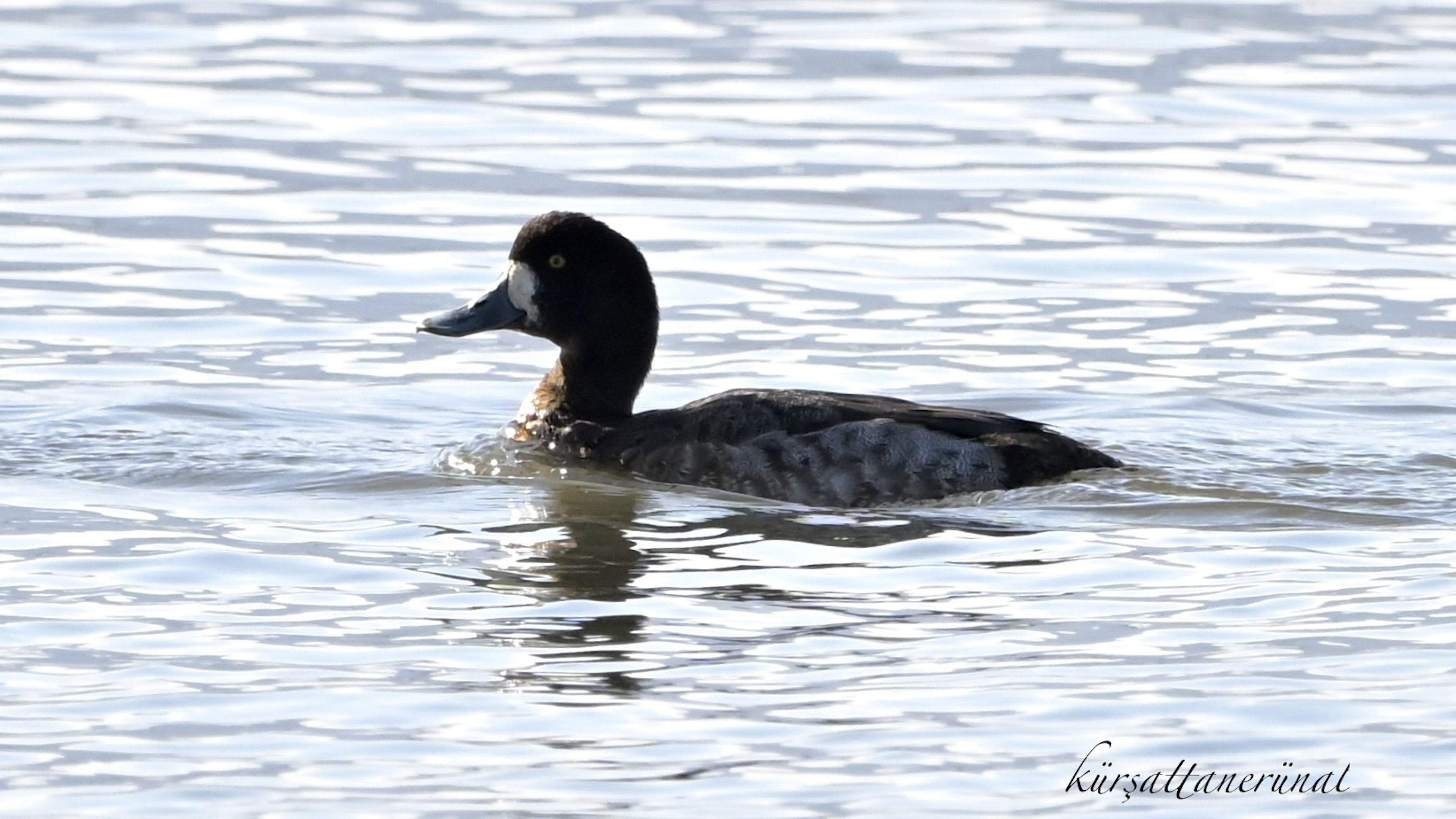 Karabaş patka » Greater Scaup » Aythya marila