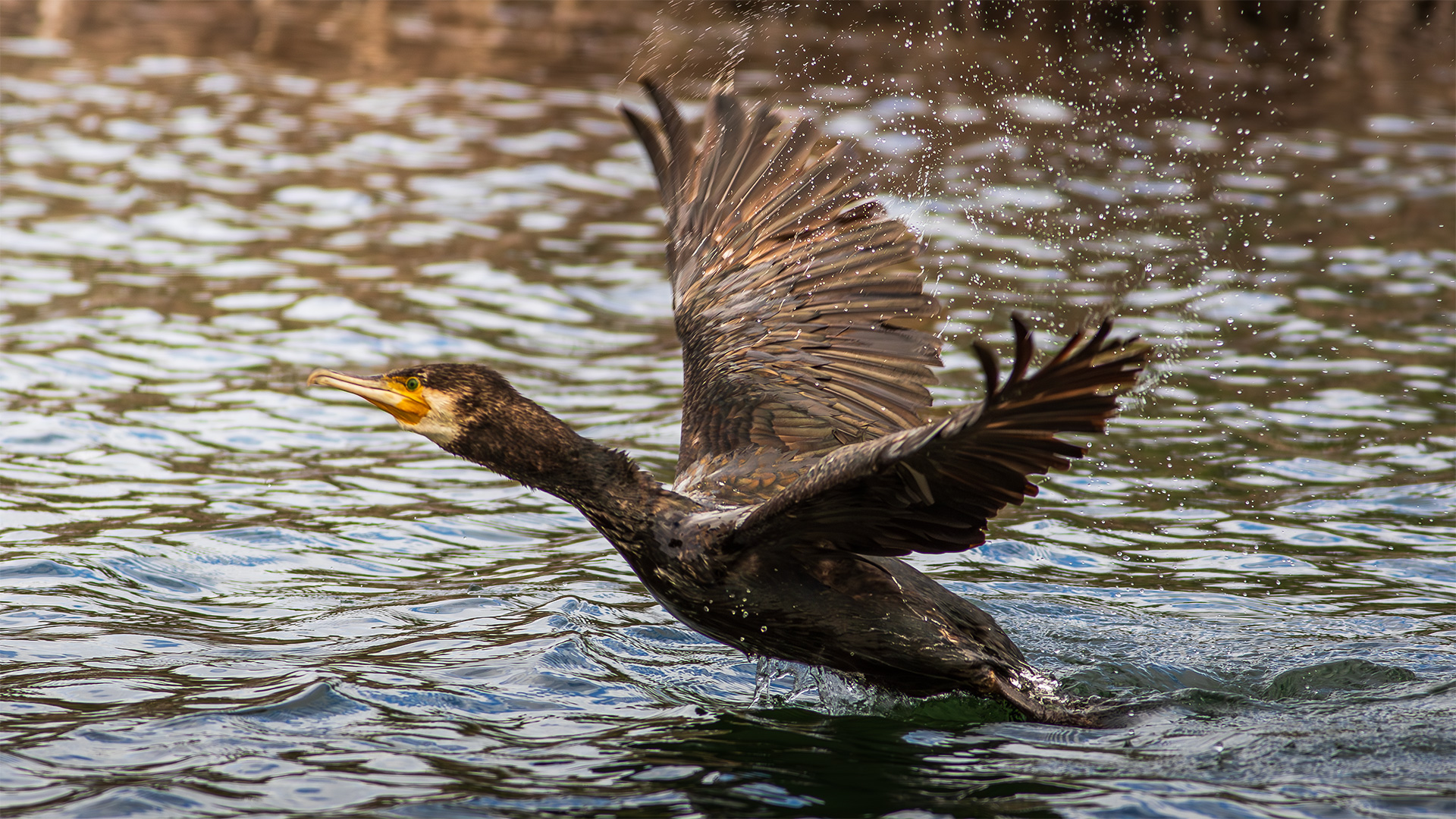 Karabatak » Great Cormorant » Phalacrocorax carbo