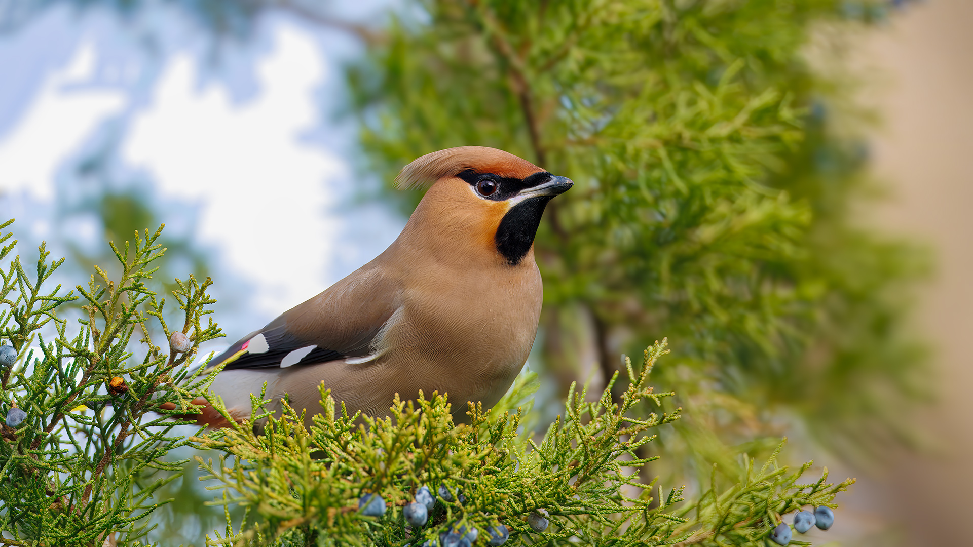 İpekkuyruk » Bohemian Waxwing » Bombycilla garrulus