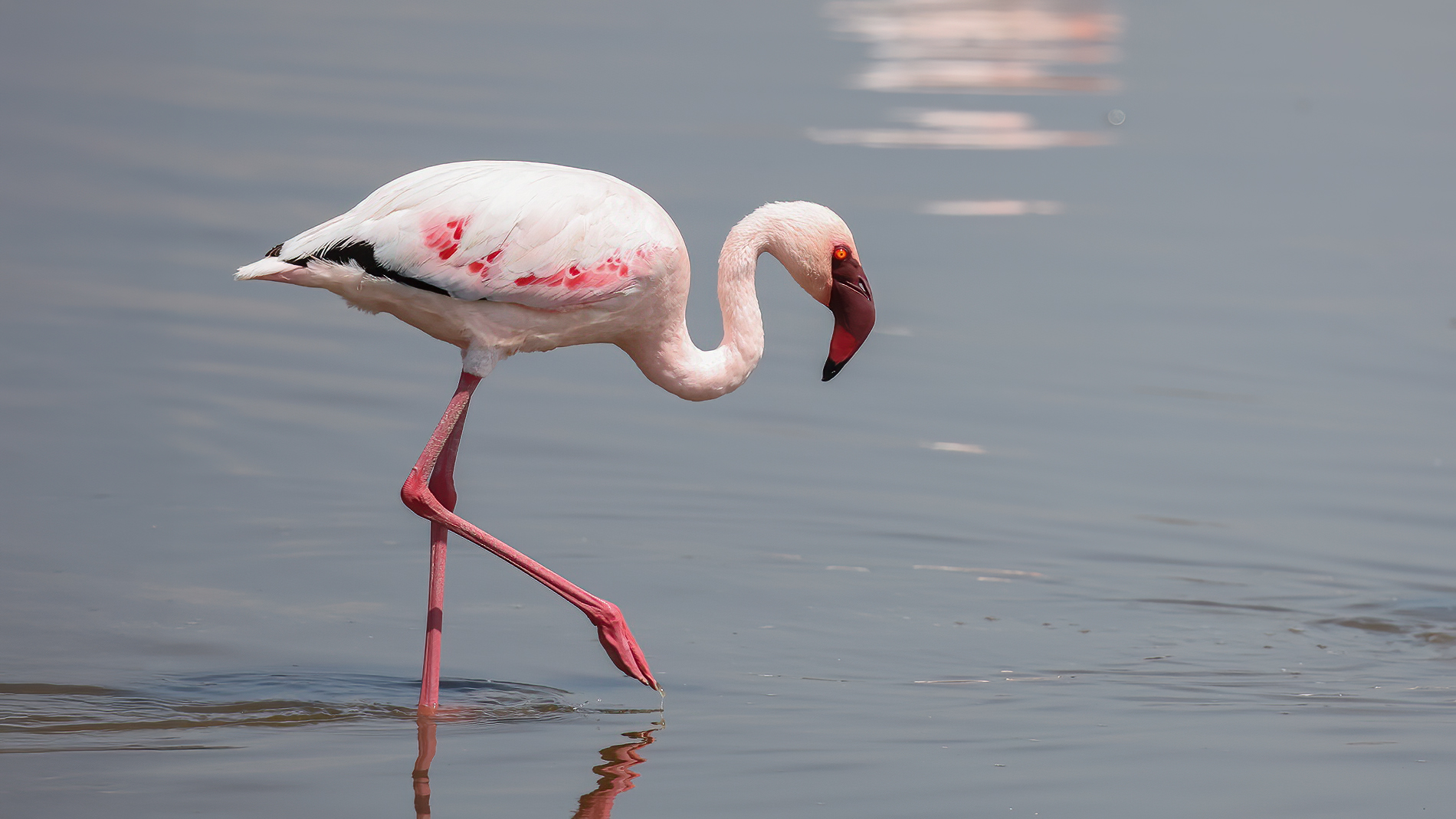 Küçük flamingo