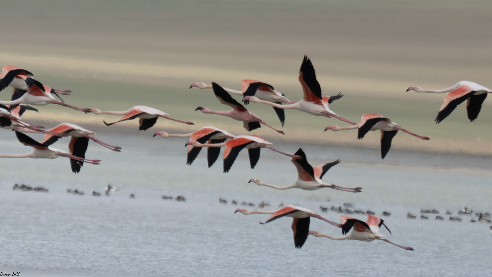 Küçük flamingo