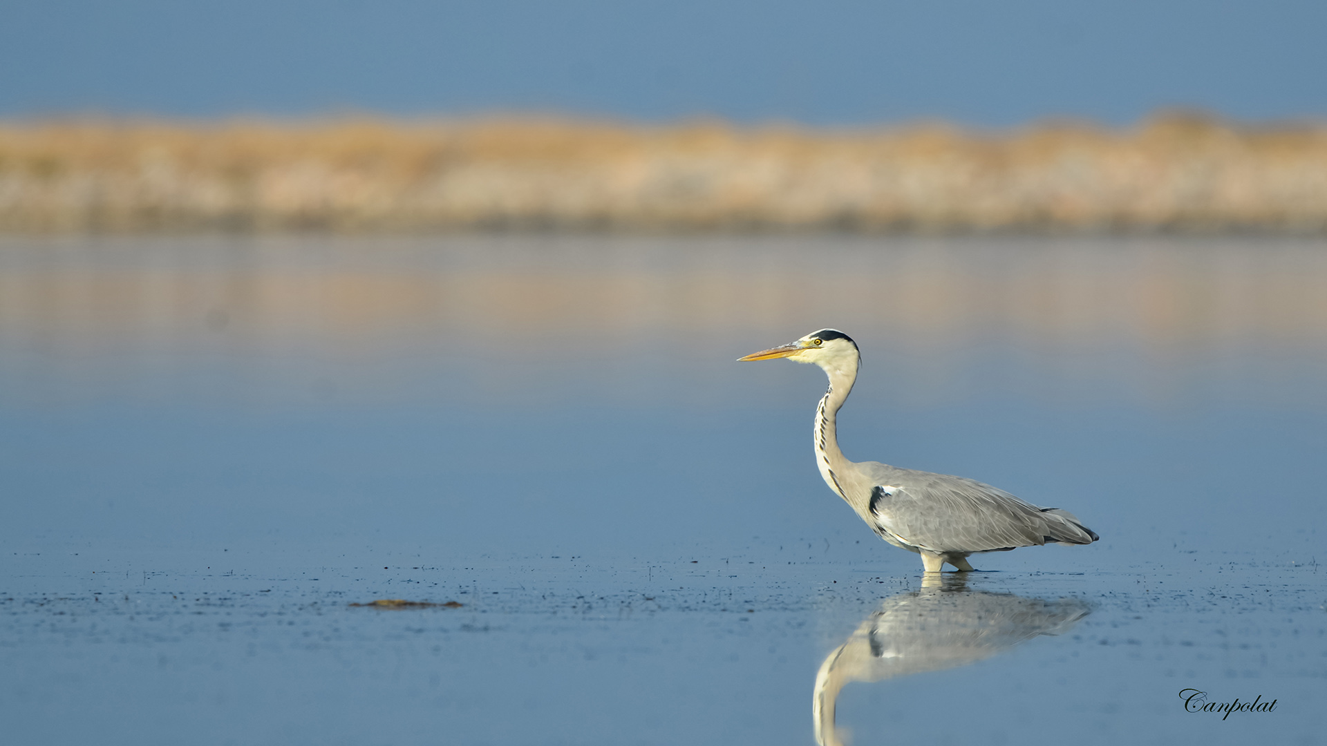 Gri balıkçıl » Grey Heron » Ardea cinerea