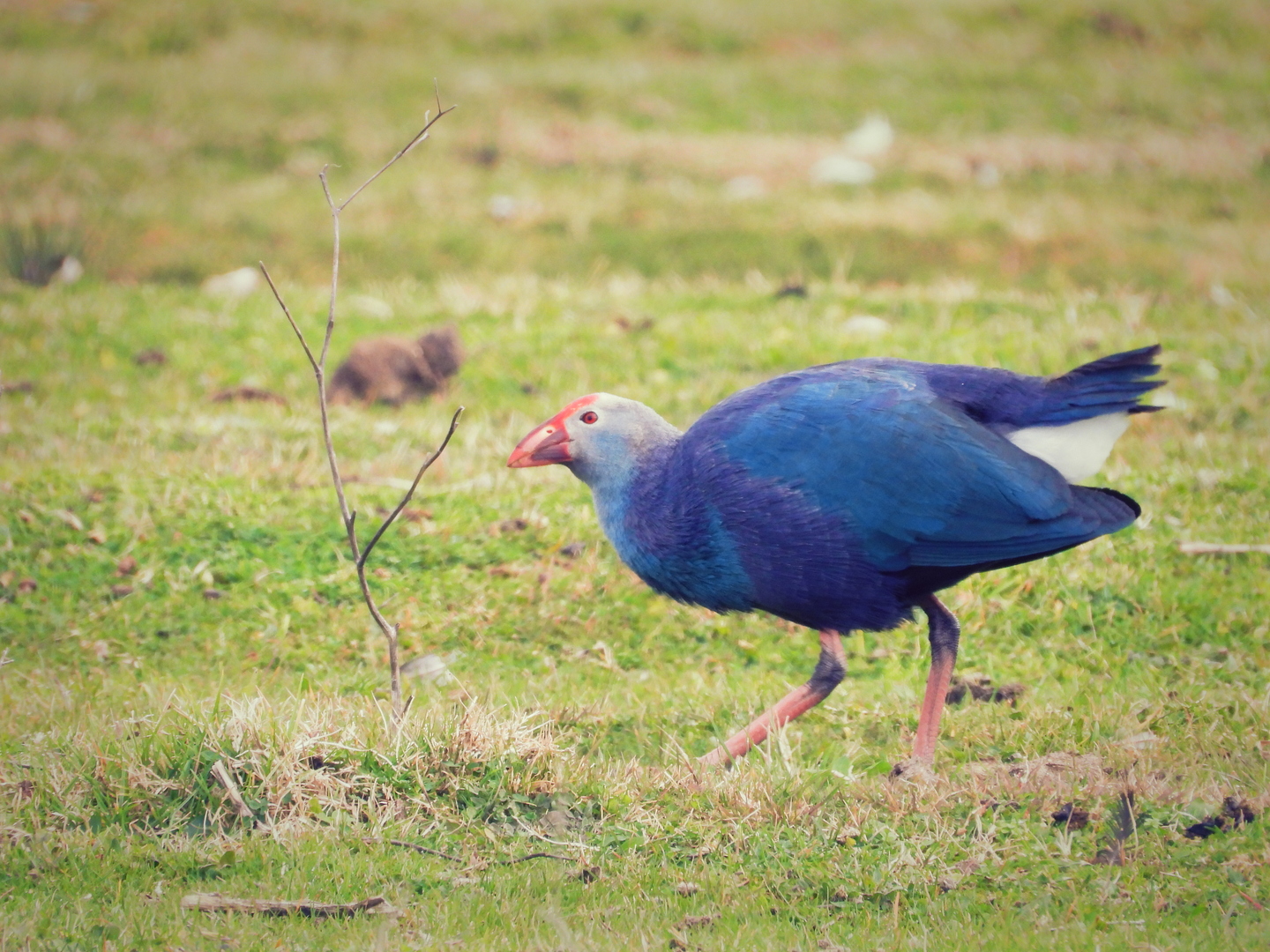 Grey-headed Swamphen