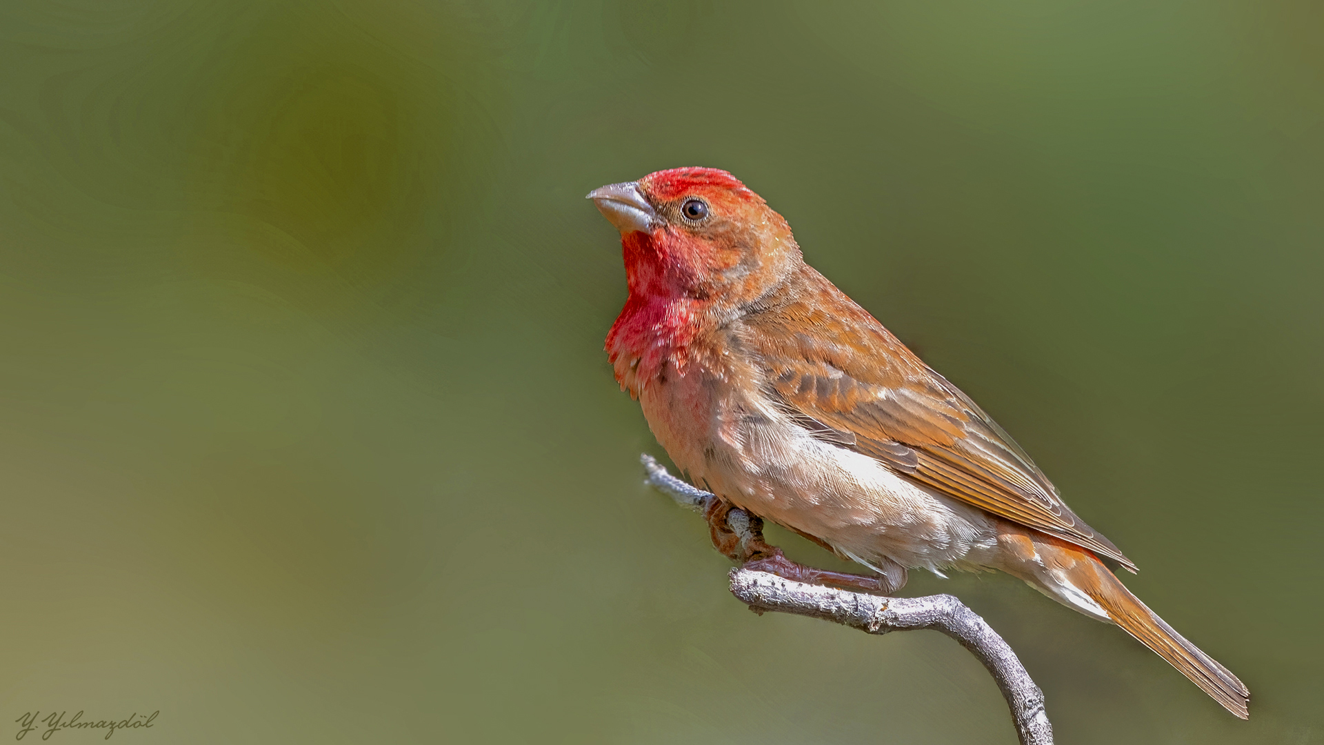 Common Rosefinch