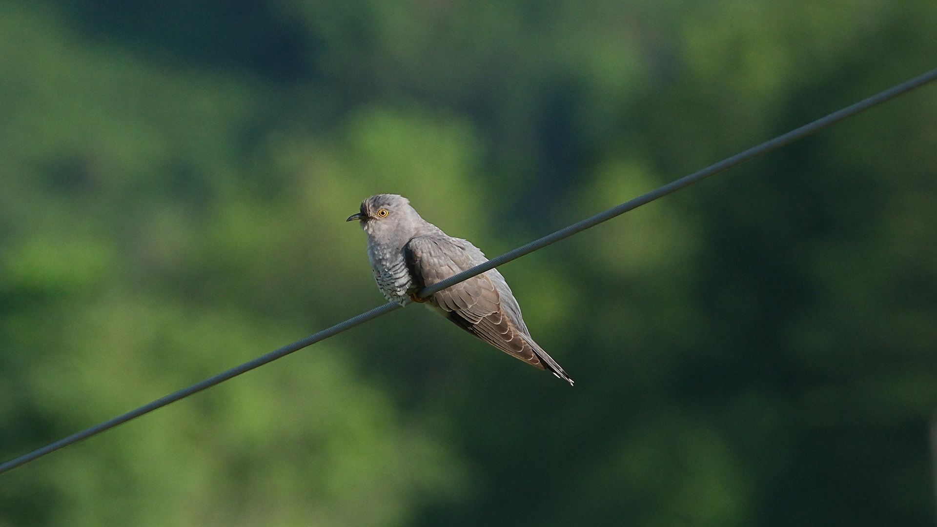 Guguk » Common Cuckoo » Cuculus canorus