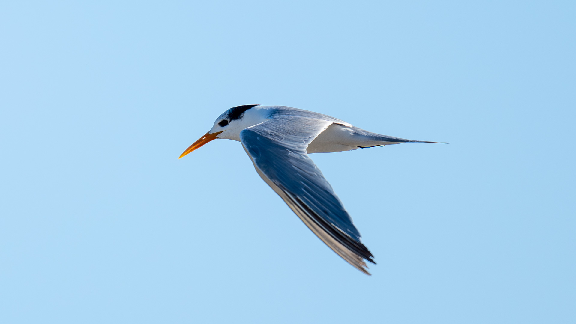 Tepeli sumru » Lesser Crested Tern » Thalasseus bengalensis