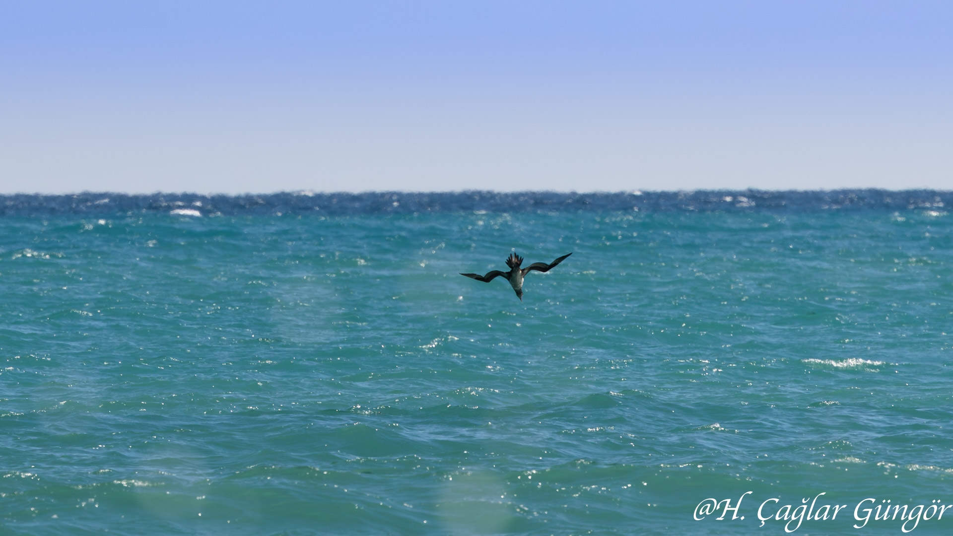 Sümsükkuşu » Northern Gannet » Morus bassanus