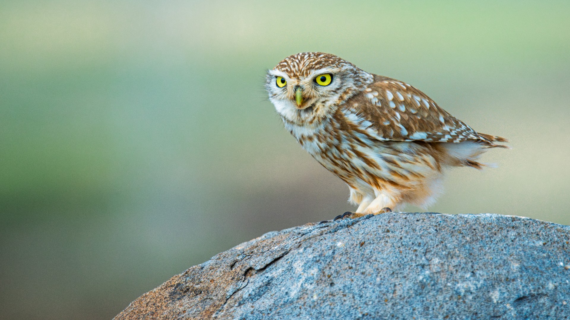 Kukumav » Little Owl » Athene noctua