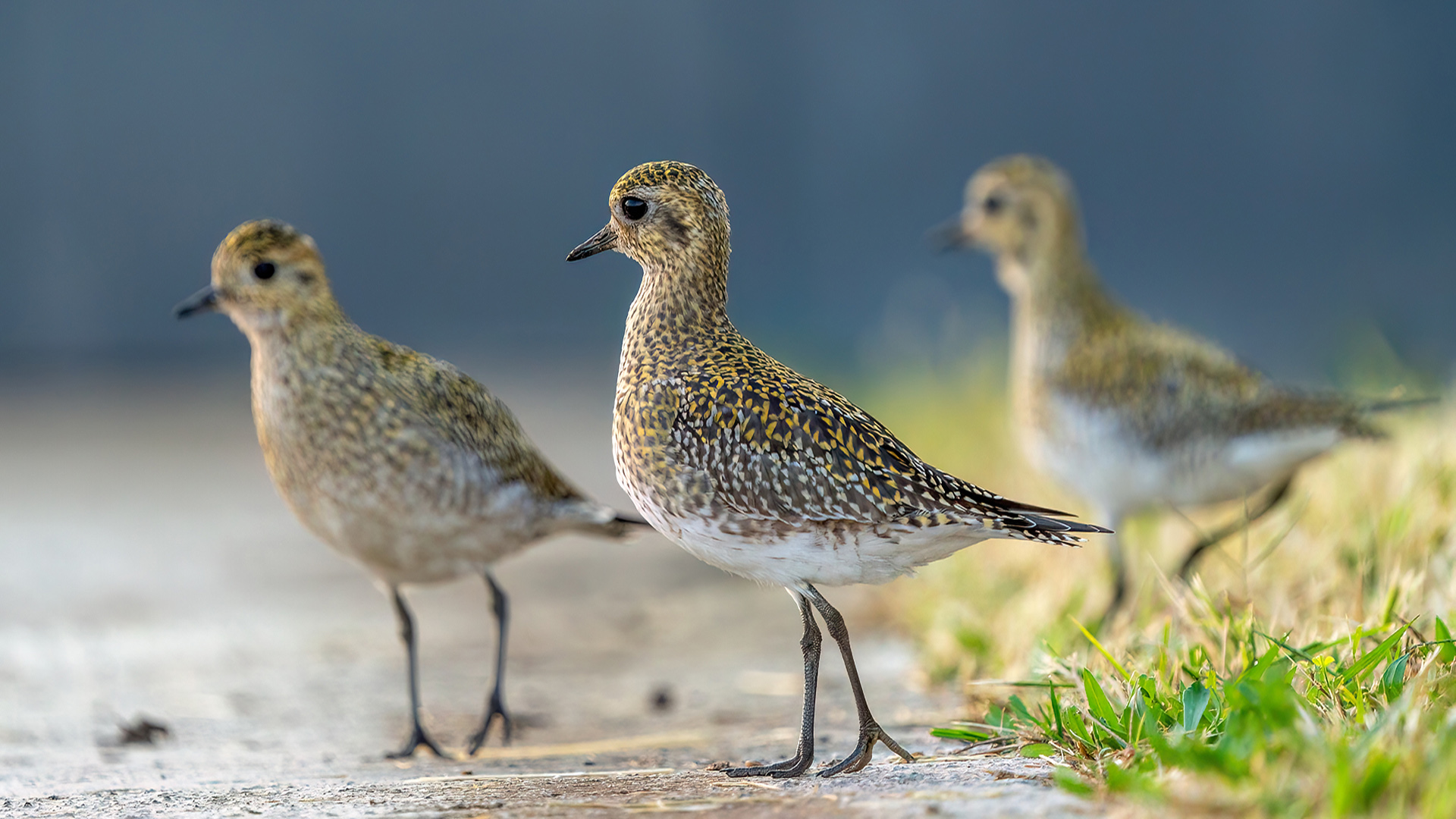 Altın yağmurcun » European Golden Plover » Pluvialis apricaria