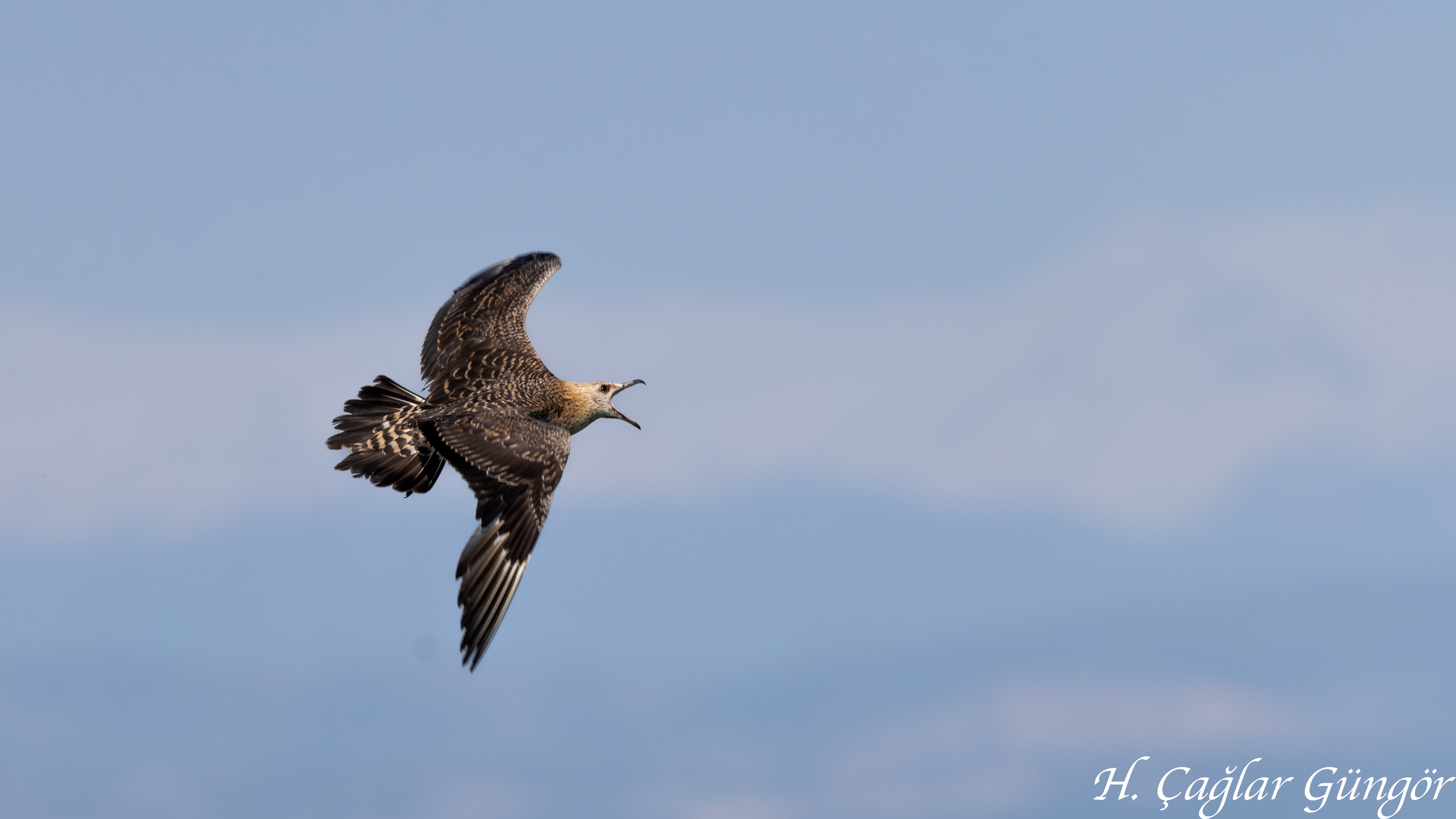 Korsanmartı » Parasitic Jaeger » Stercorarius parasiticus