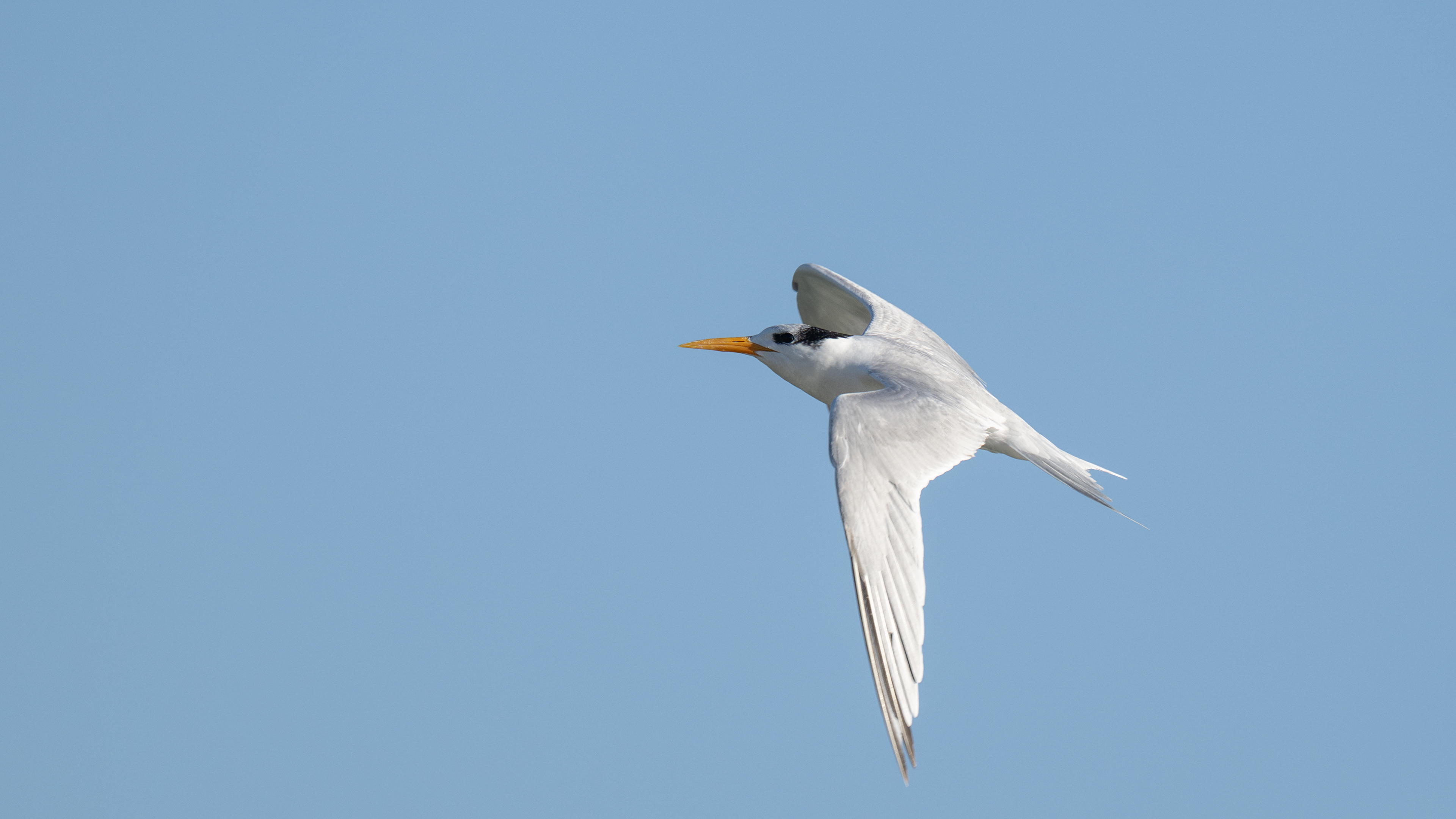 Tepeli sumru » Lesser Crested Tern » Thalasseus bengalensis