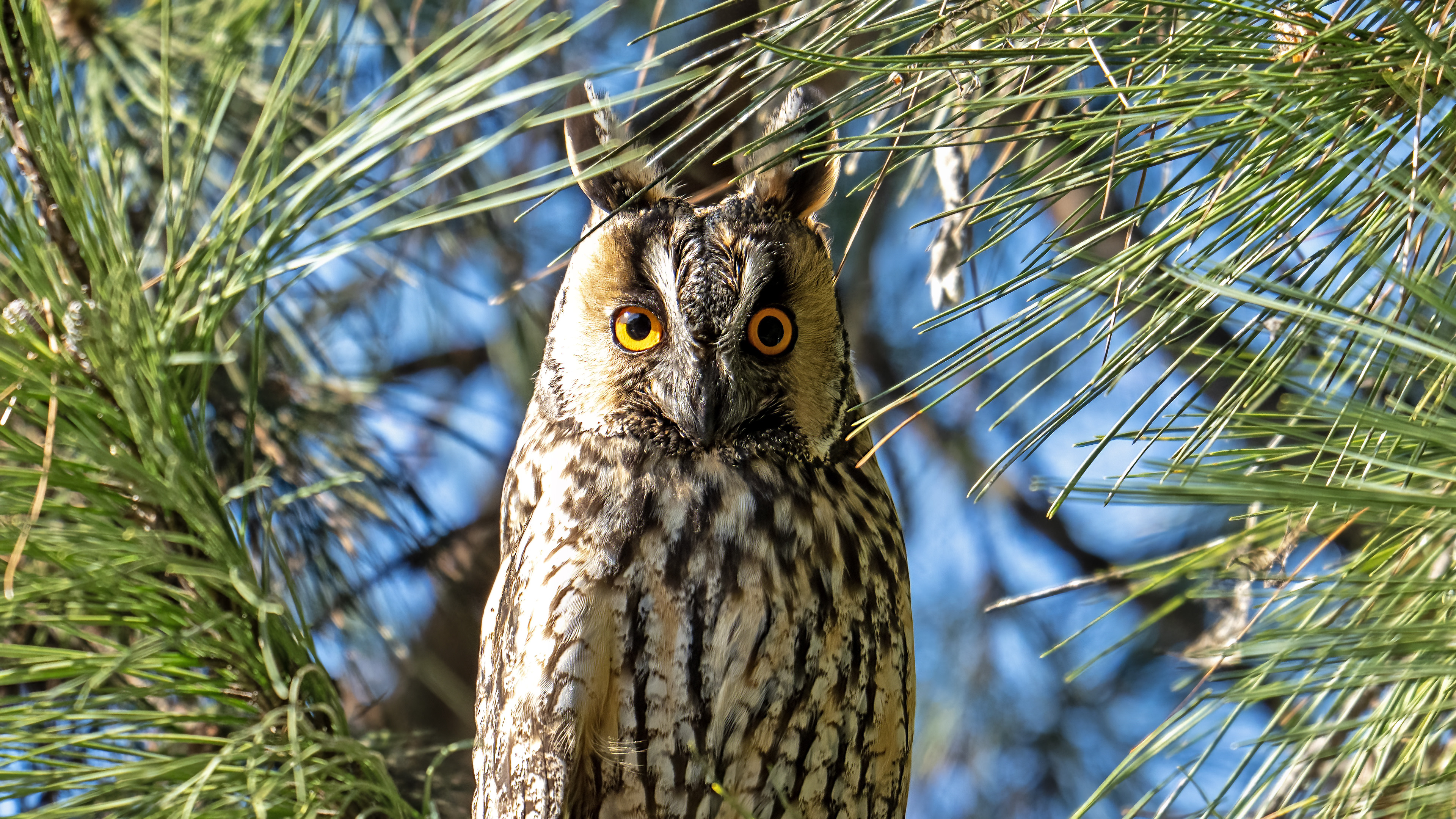 Kulaklı orman baykuşu » Long-eared Owl » Asio otus