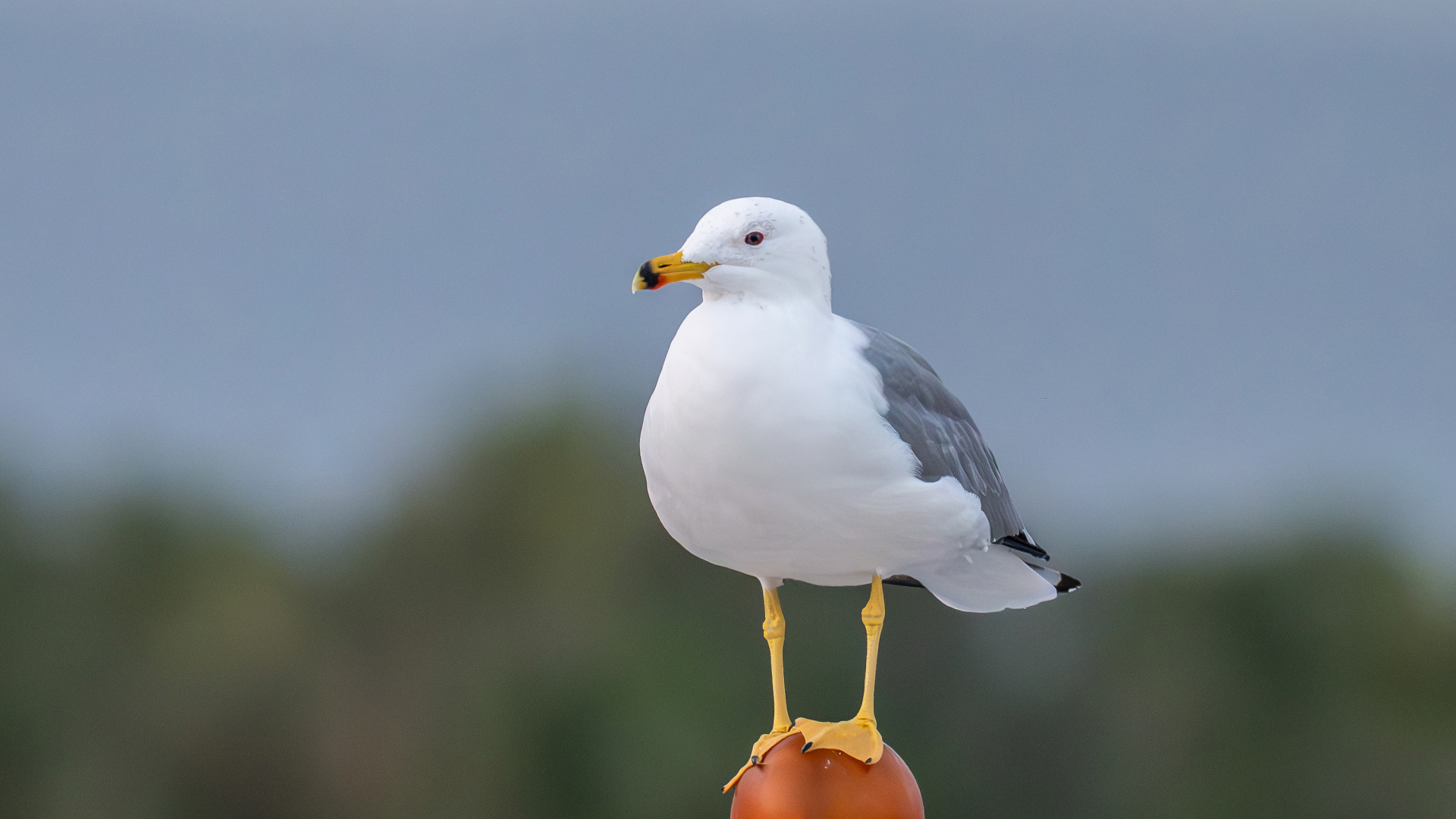 Van gölü martısı » Armenian Gull » Larus armenicus