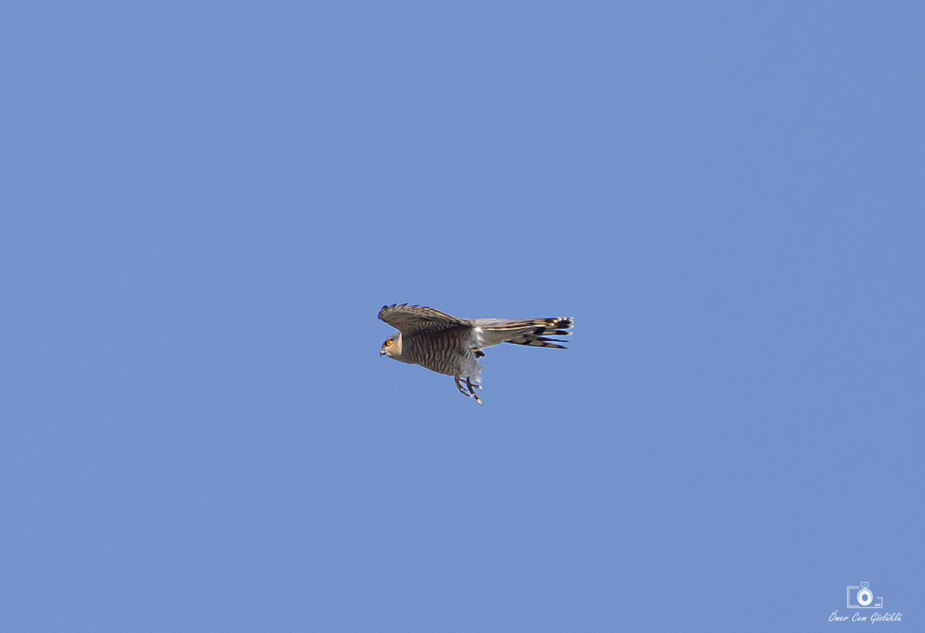 Atmaca