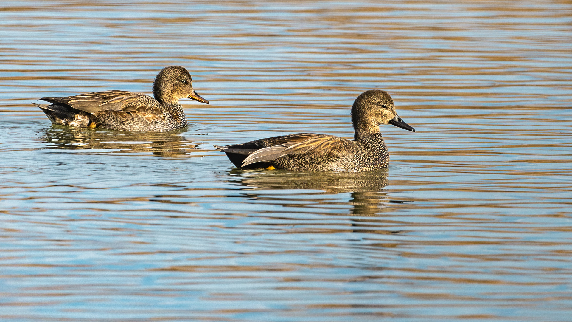 Boz ördek » Gadwall » Mareca strepera
