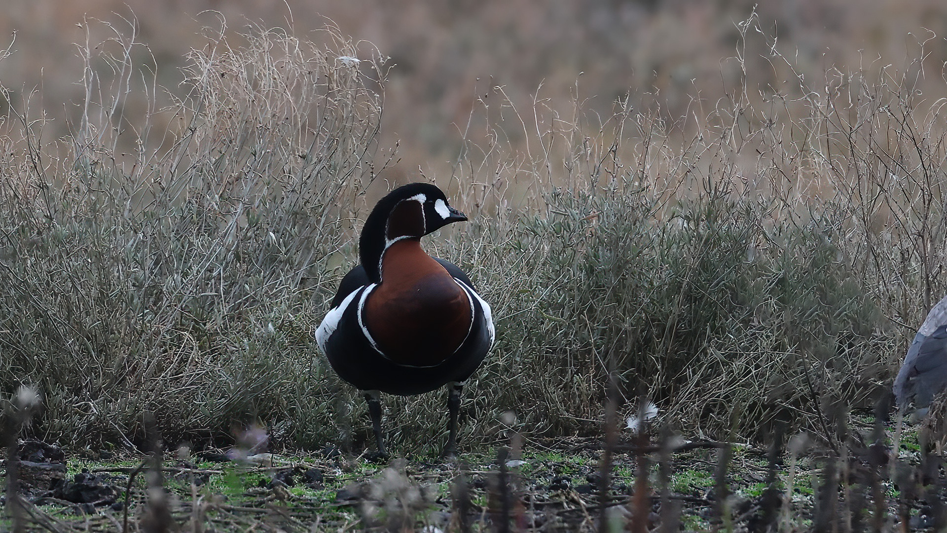 Sibirya kazı » Red-breasted Goose » Branta ruficollis
