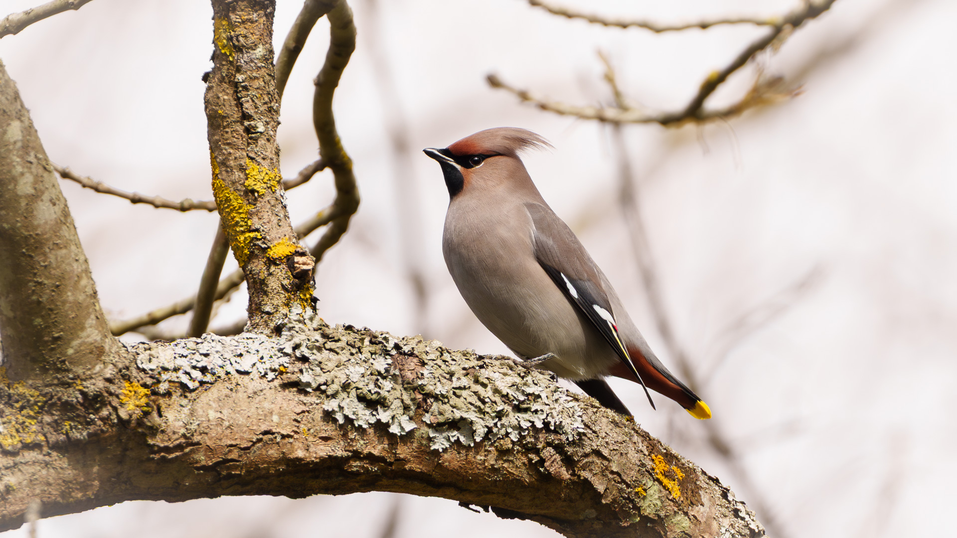 İpekkuyruk » Bohemian Waxwing » Bombycilla garrulus