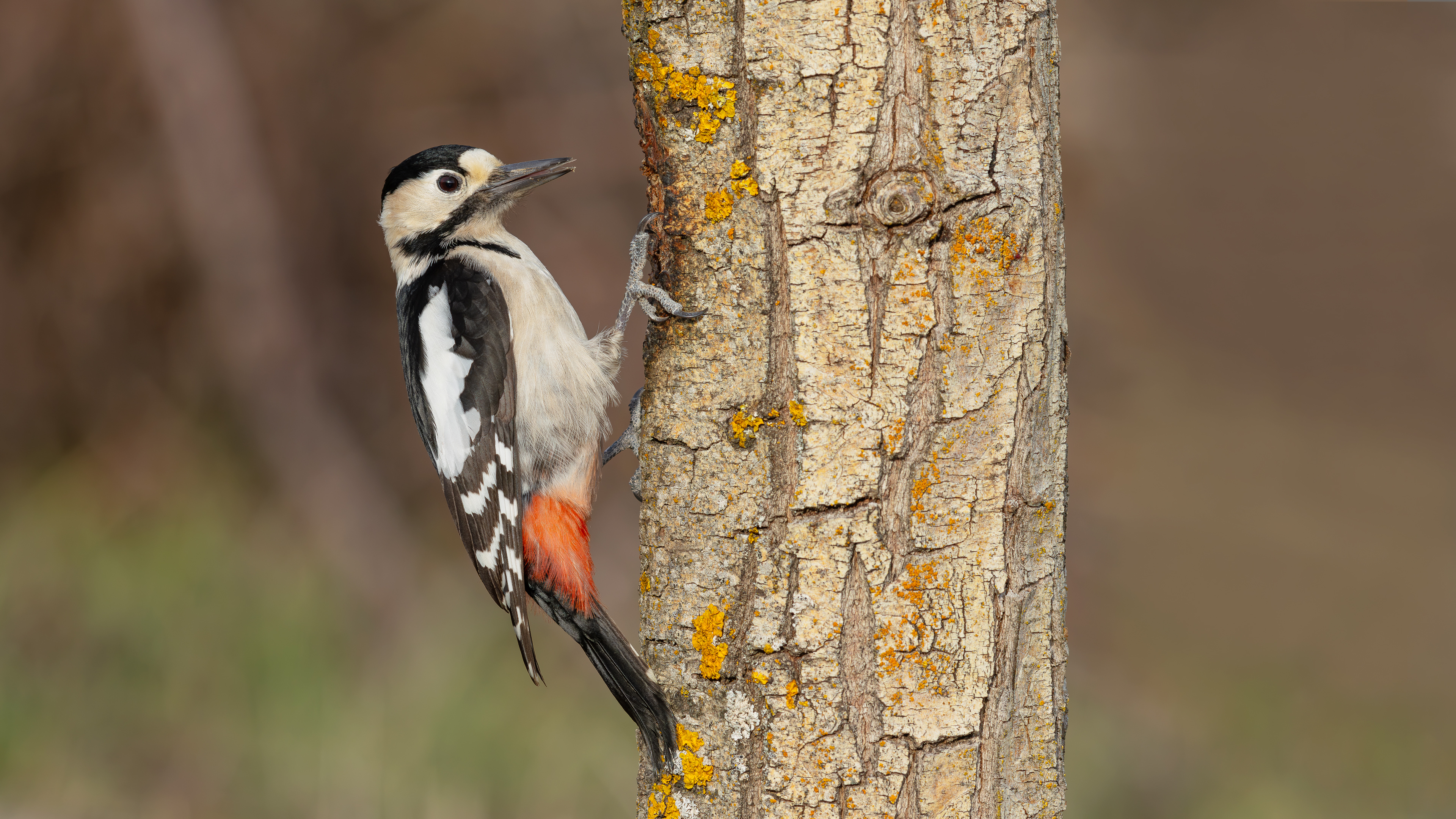 Alaca ağaçkakan