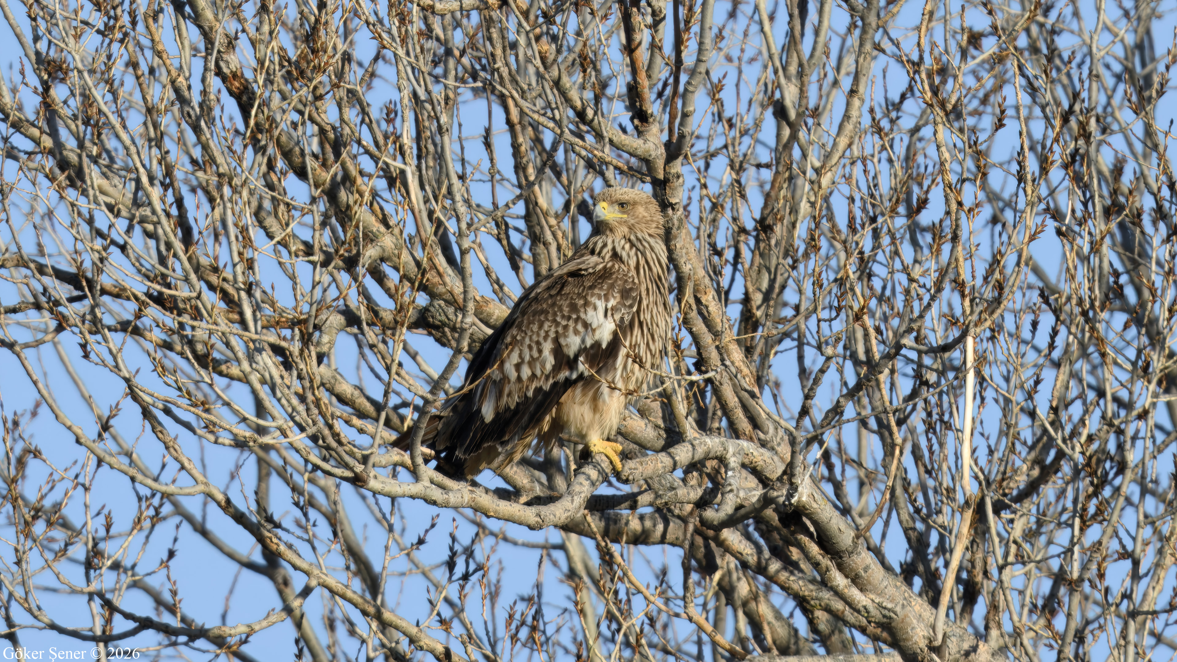 Şah kartal » Eastern Imperial Eagle » Aquila heliaca