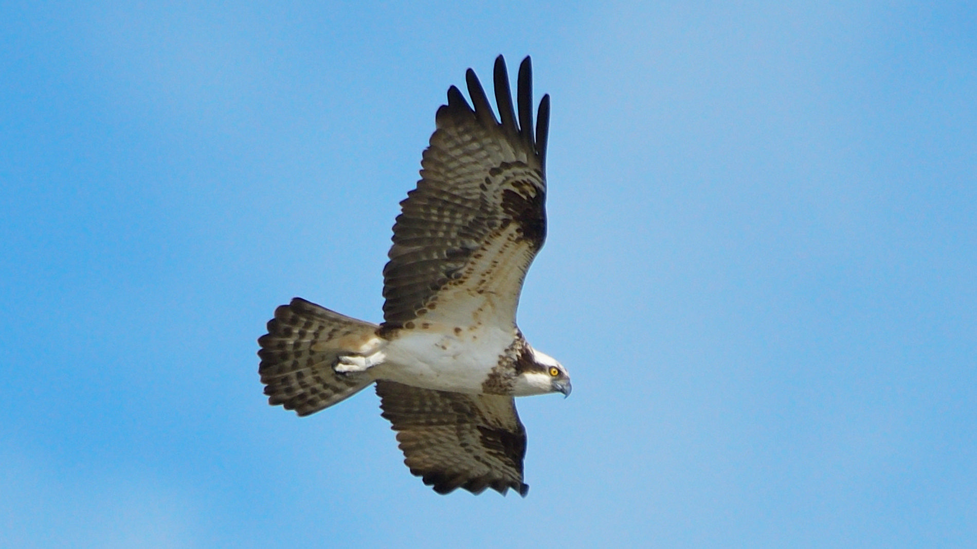 Osprey