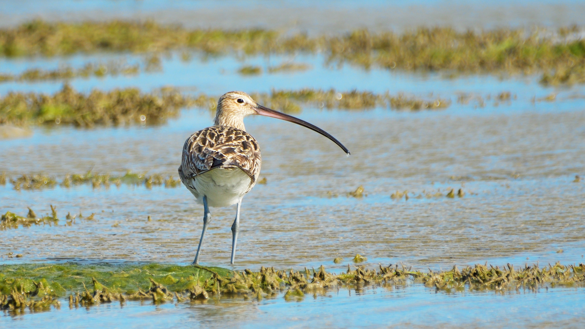 Eurasian Curlew