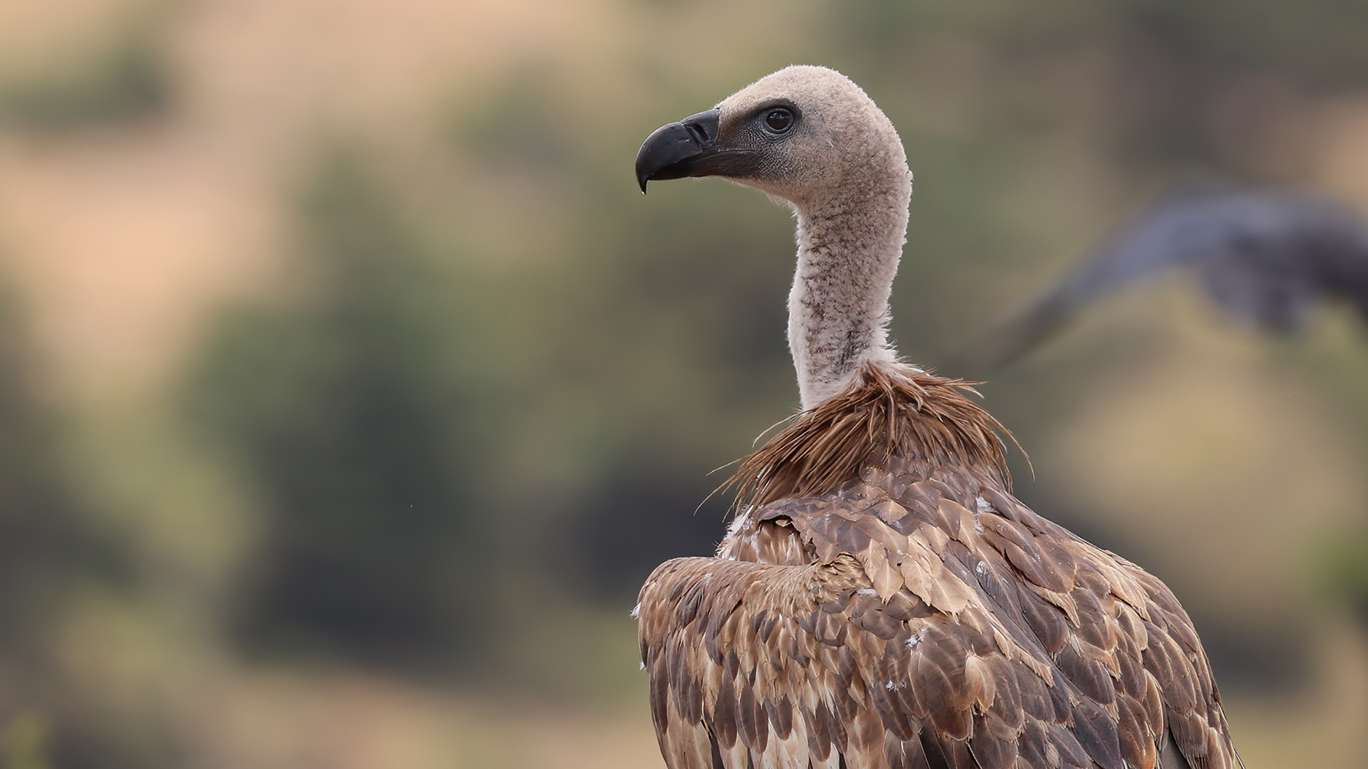Kızıl akbaba » Griffon Vulture » Gyps fulvus