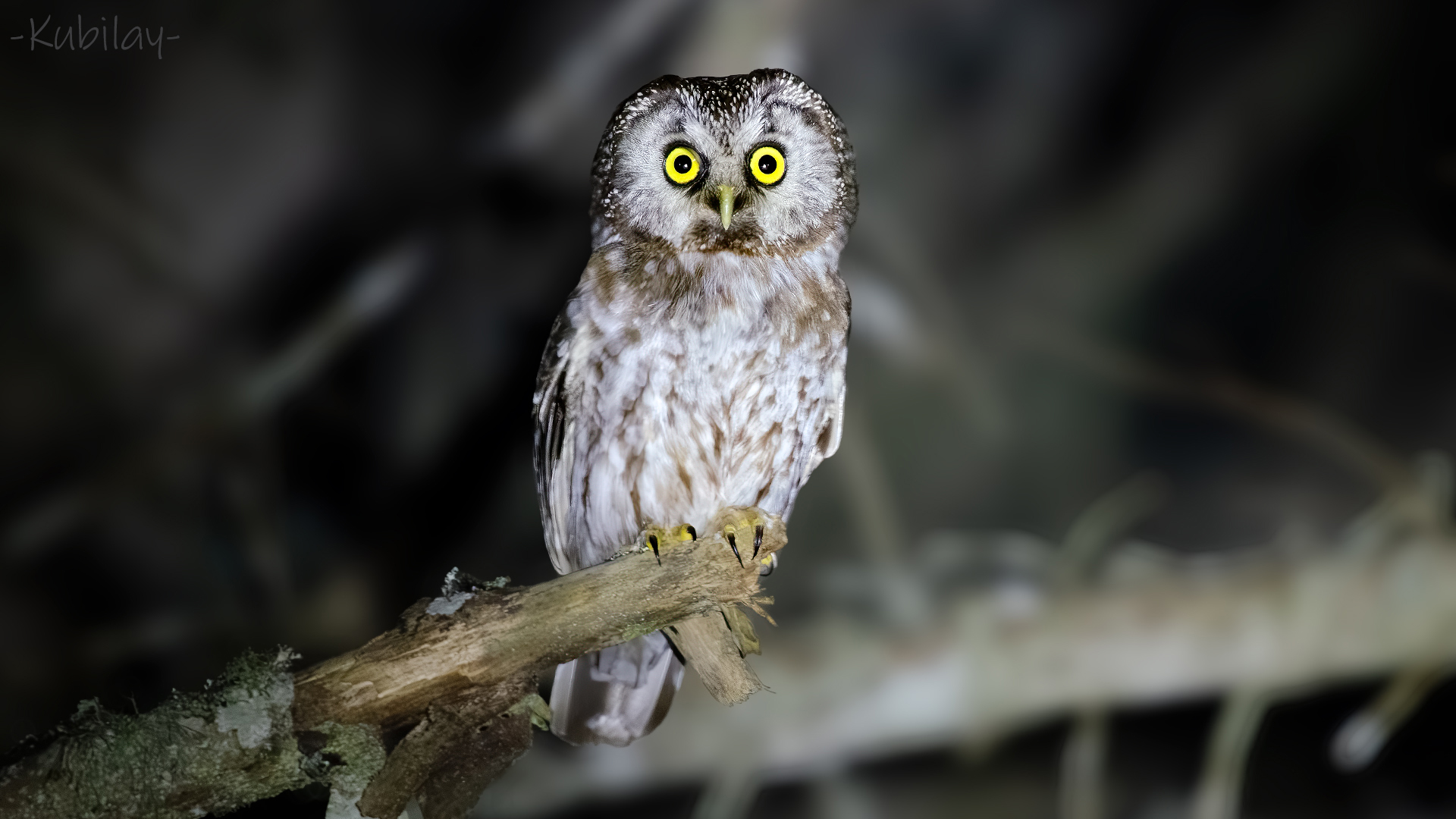 Boreal Owl