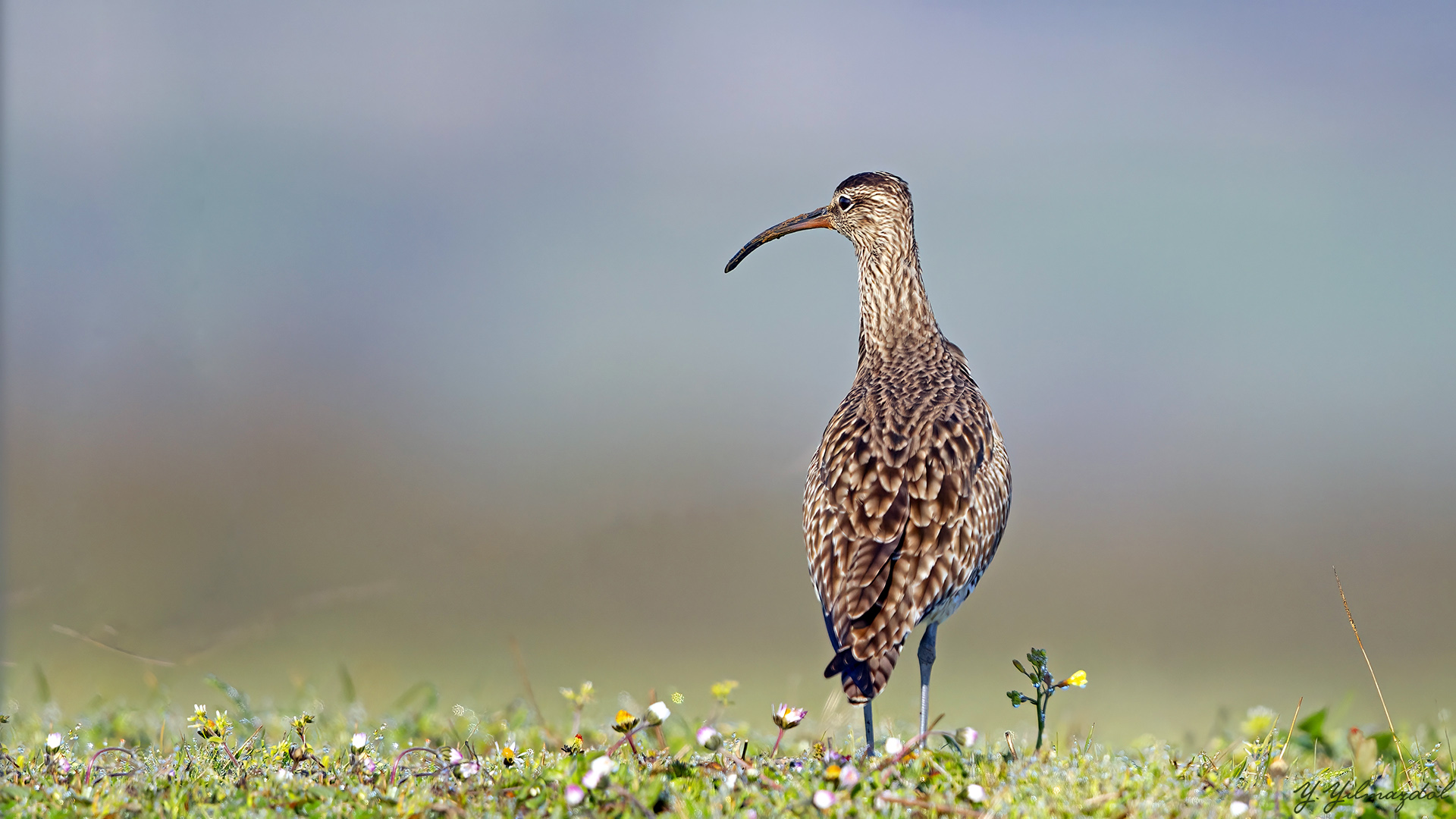 Eurasian Whimbrel