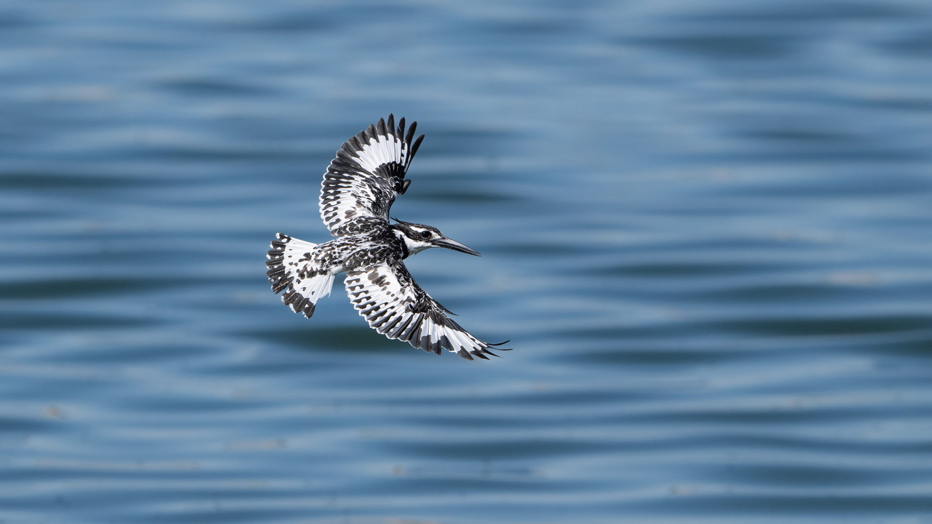 Pied Kingfisher