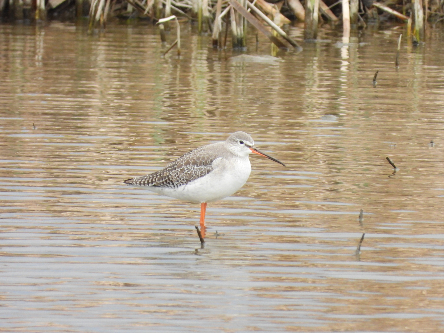 Spotted Redshank