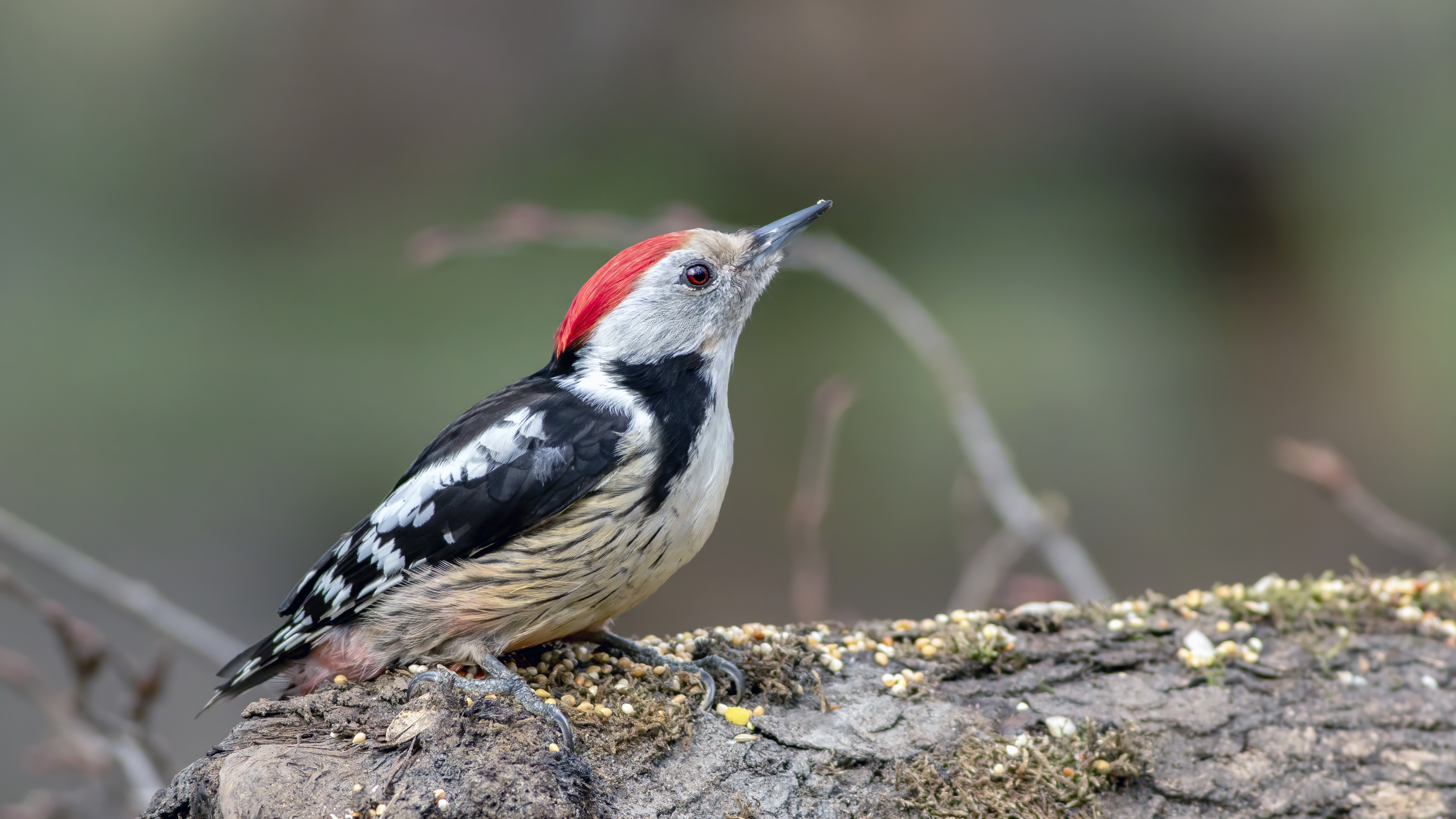 Middle Spotted Woodpecker