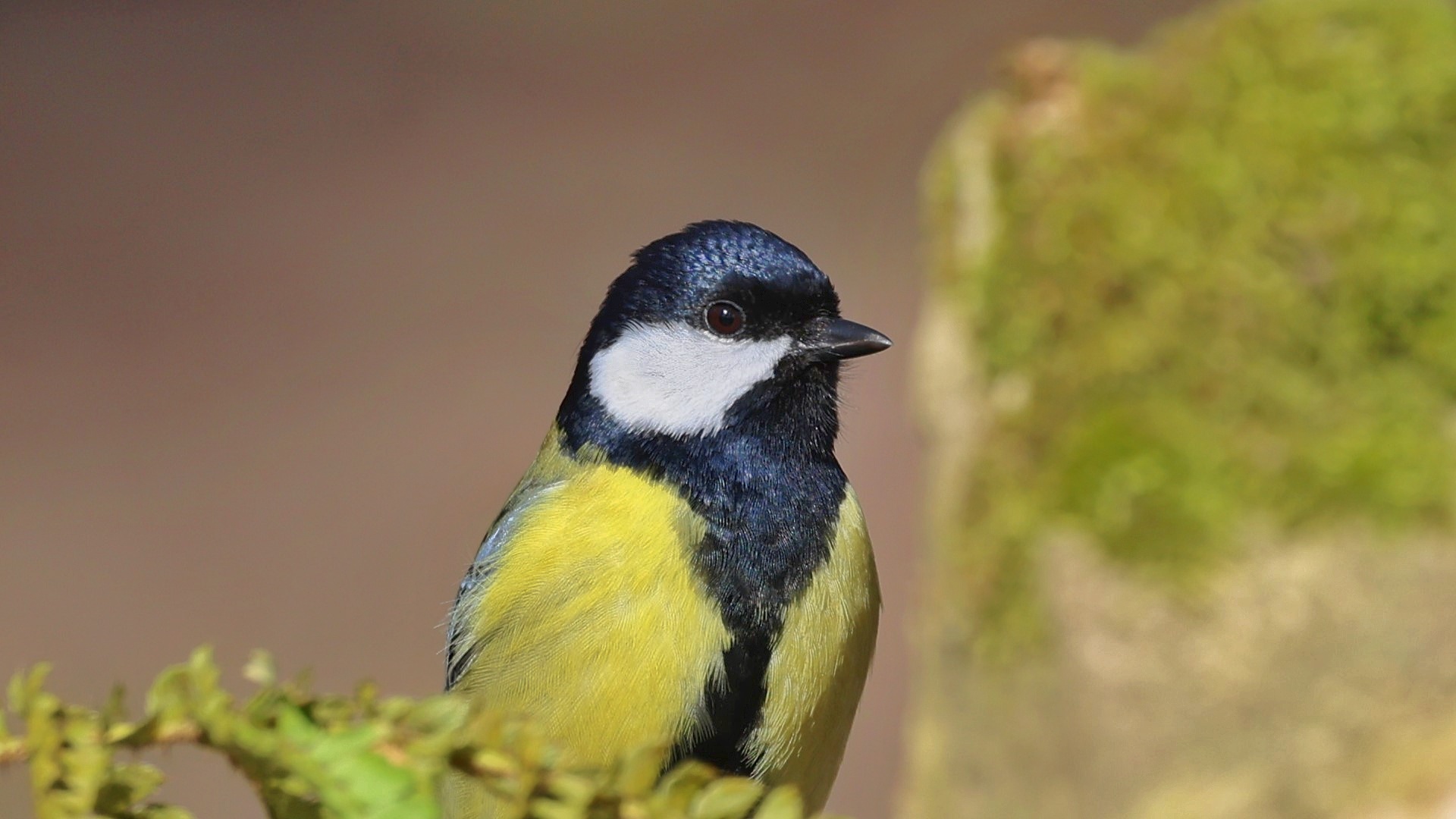 Great Tit