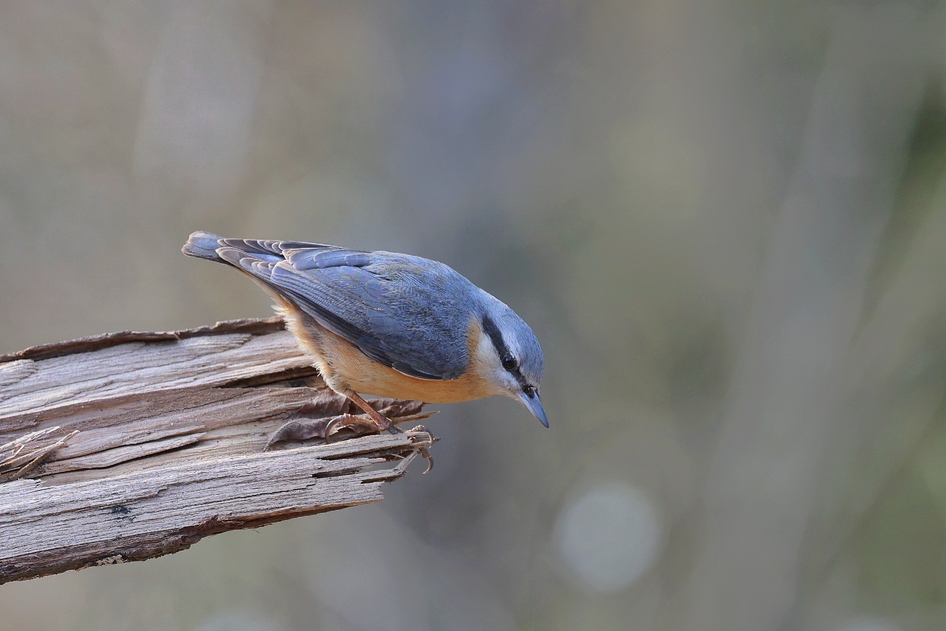 Eurasian Nuthatch
