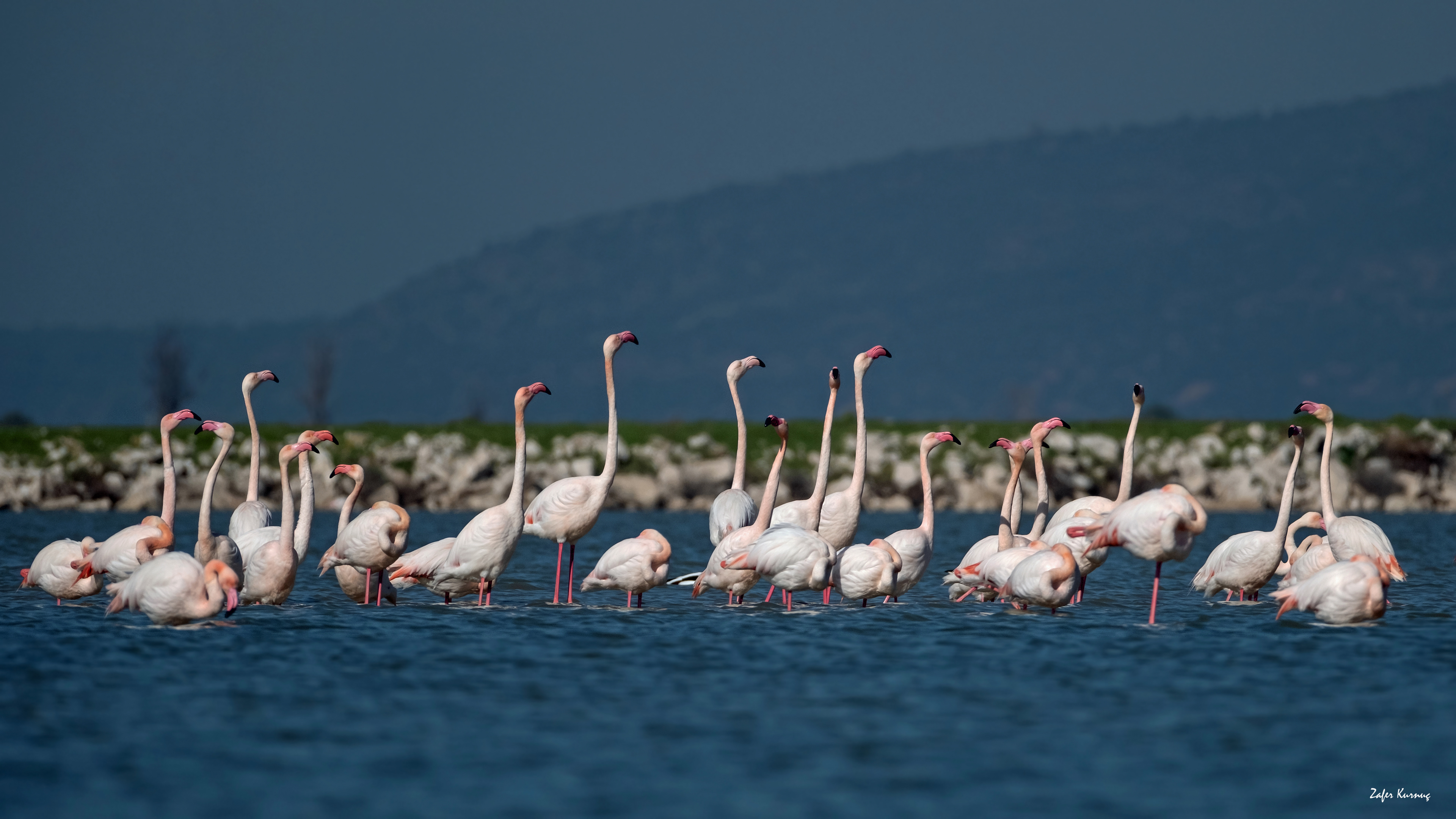 Flamingo