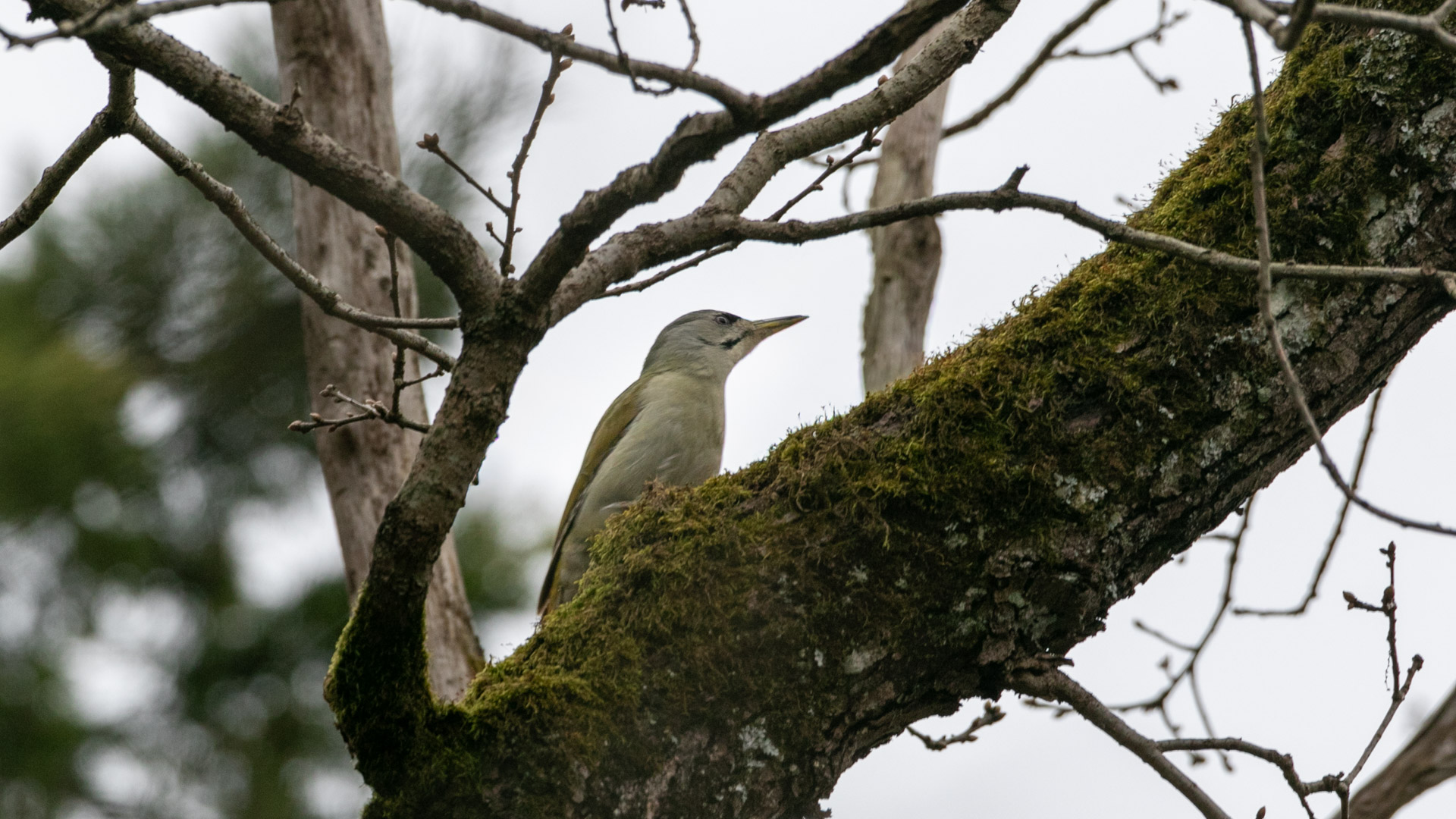 Küçük yeşil ağaçkakan » Grey-headed Woodpecker » Picus canus